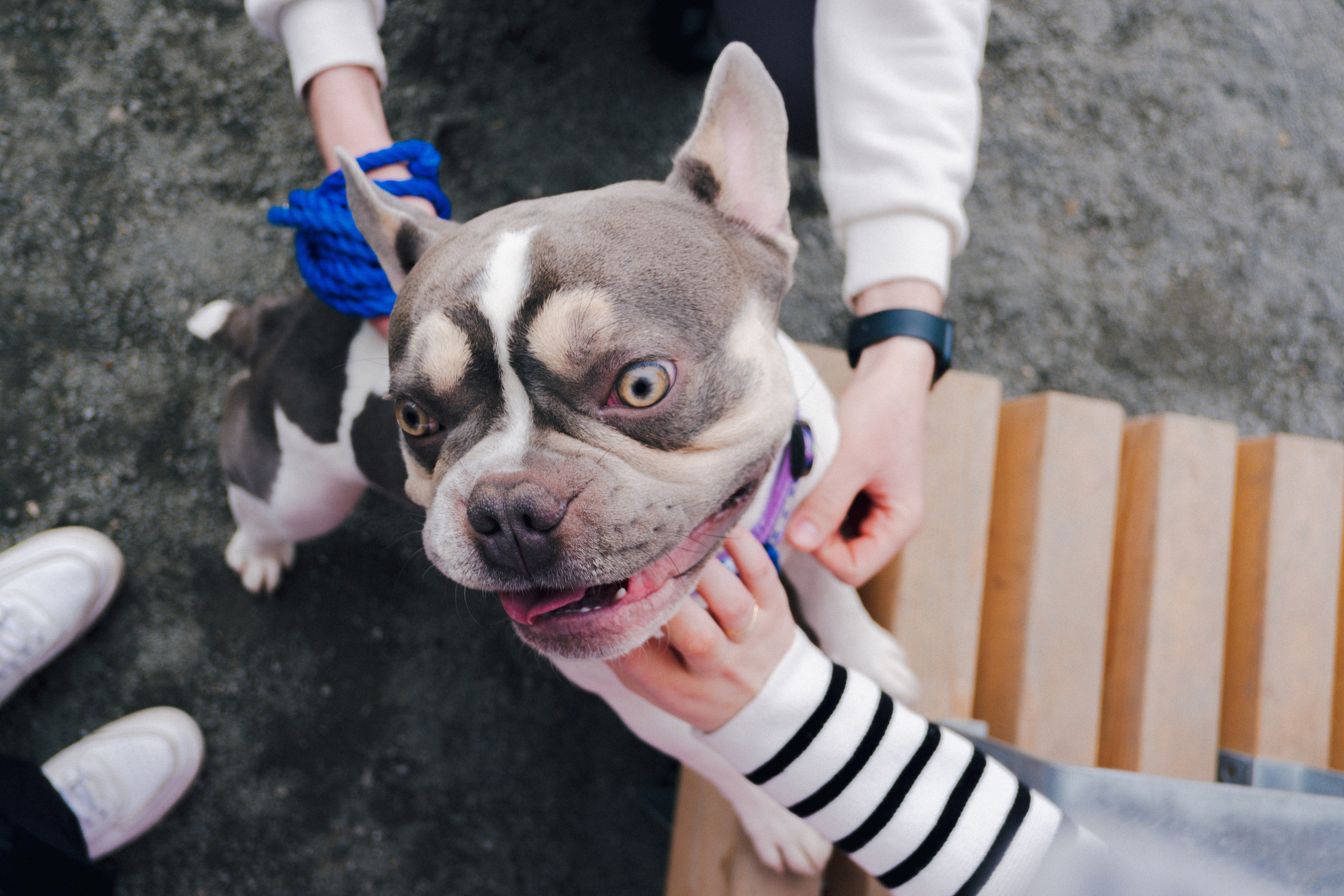 Pets. Фотограф в Москве Daria Lens