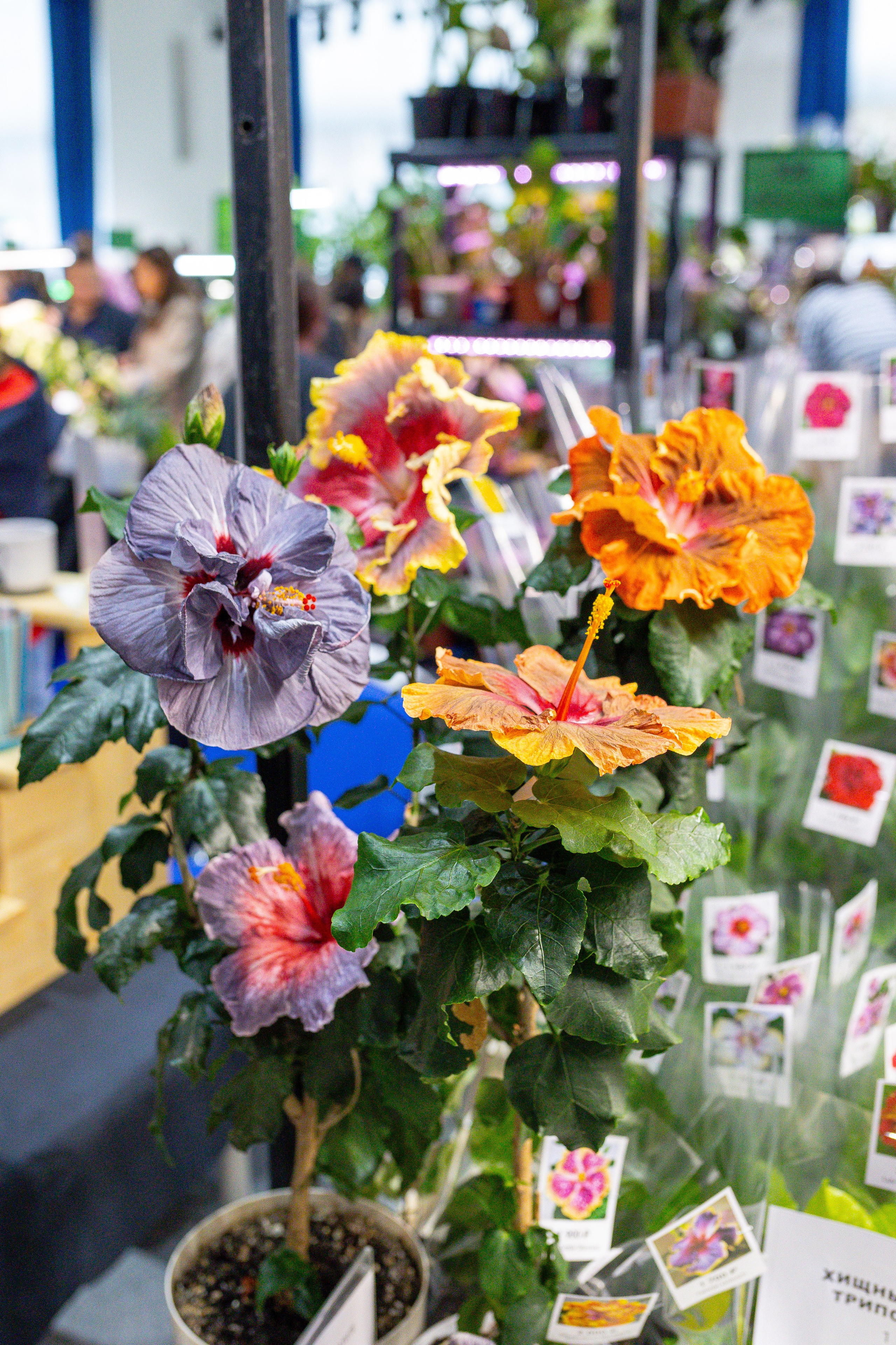 Монстериум 11–12 октября. Александра Куликова фотограф, Москва