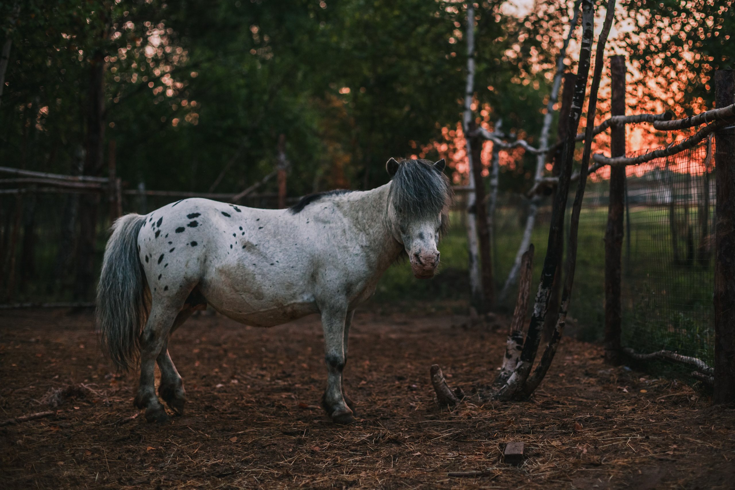 Фотограф-анималист Татьяна Степанова