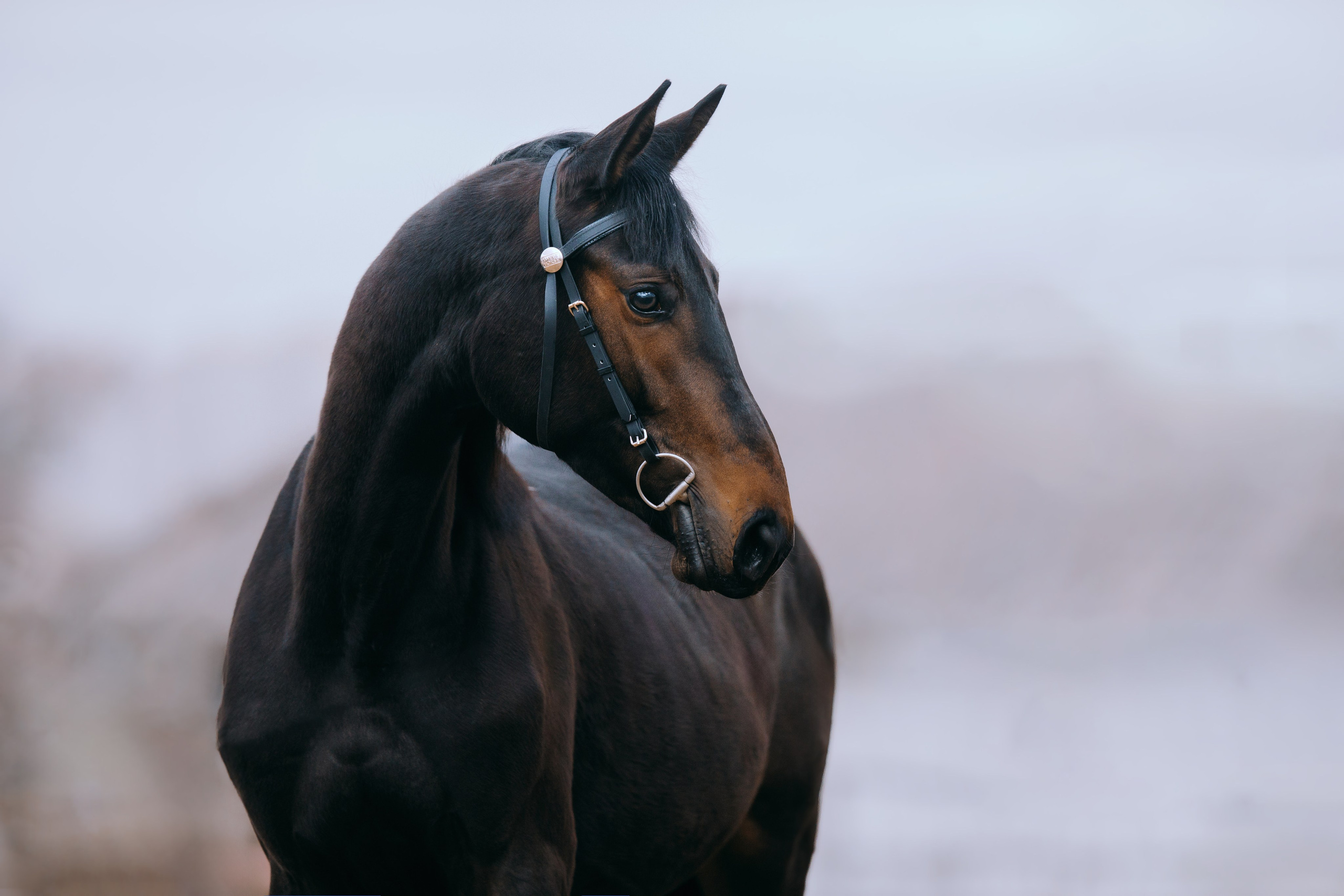 На природе. Фотограф-анималист Ксендзова Кристина