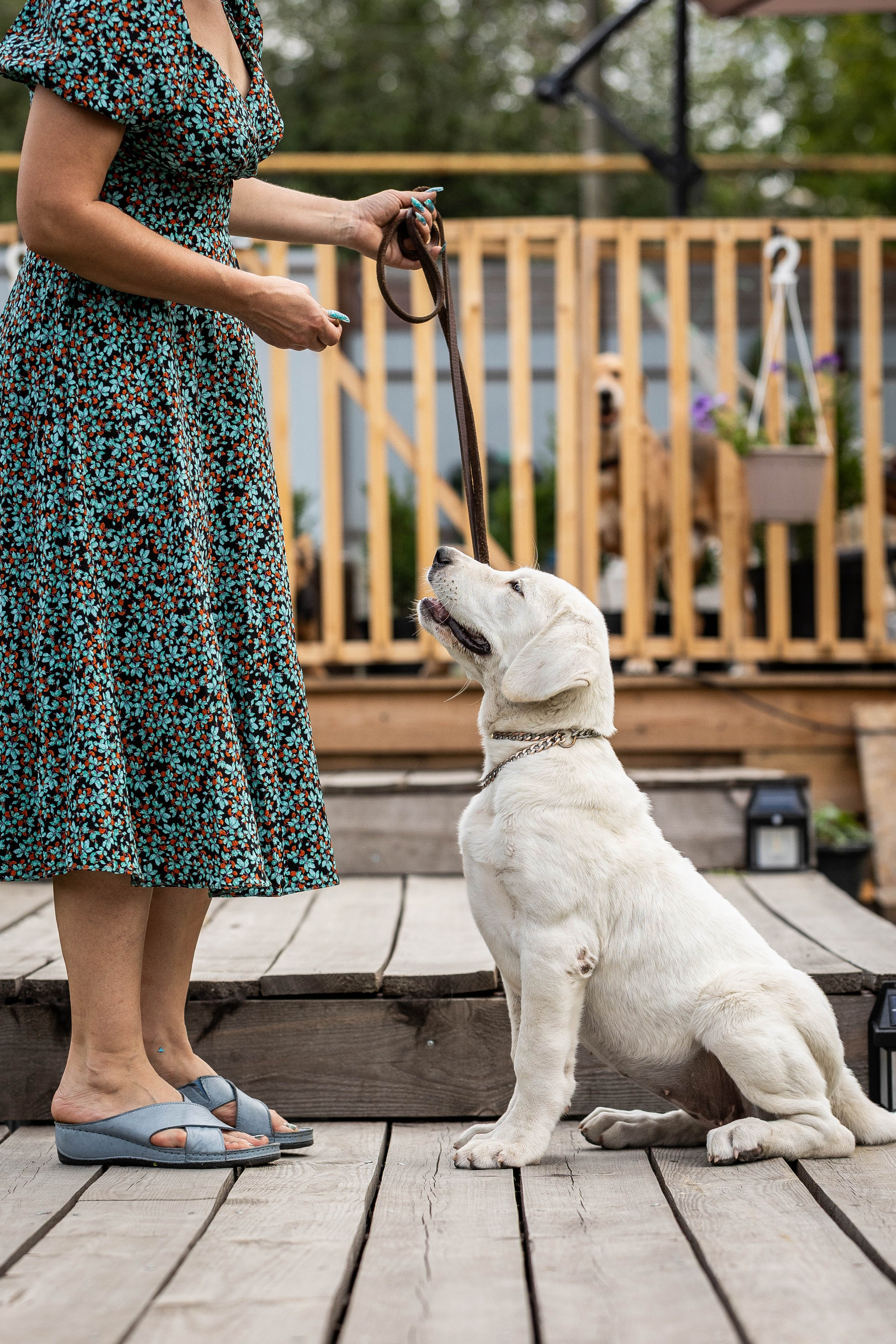 Иншала и Сирена. Фотограф-АниМалист Анна Абрамова