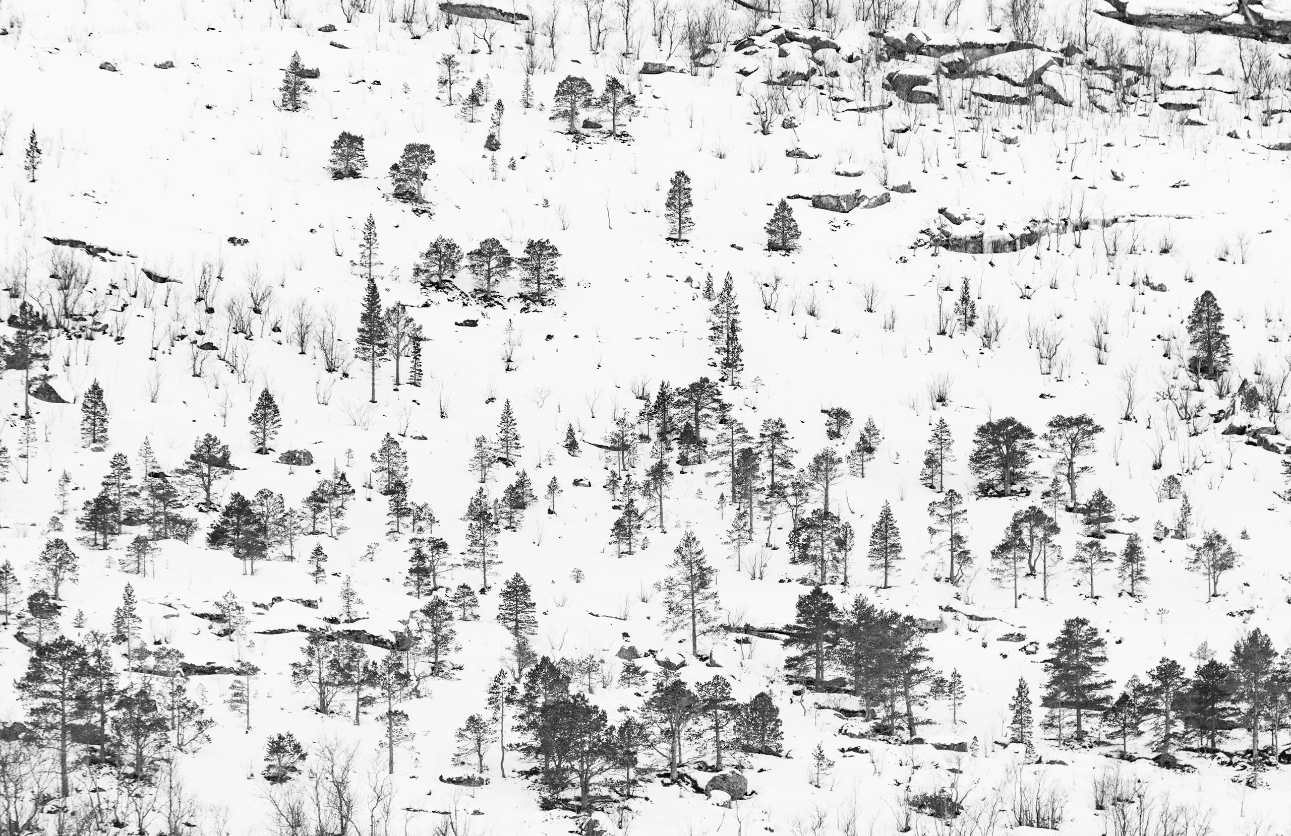 Фотограф Владимир Медведев