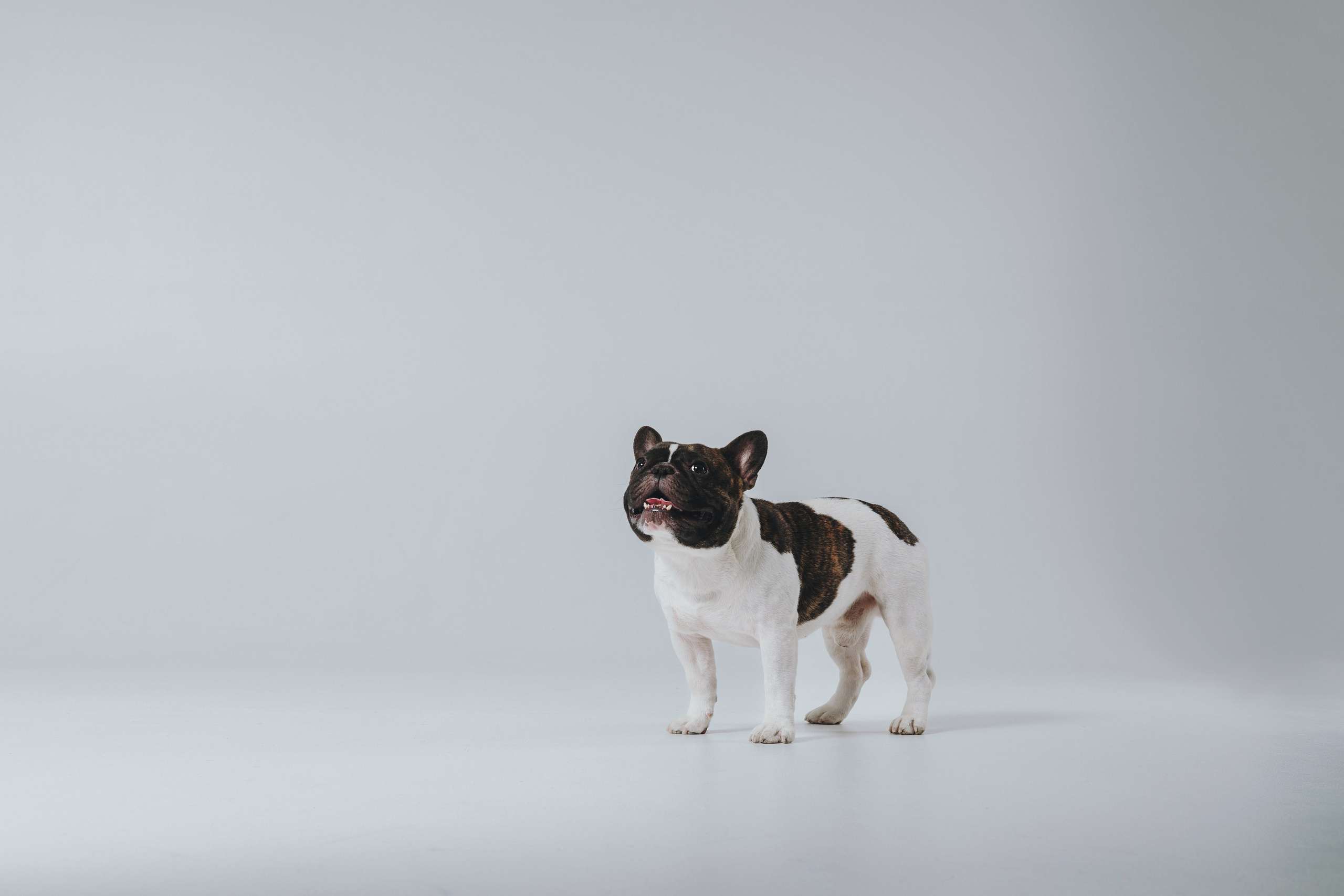 Анна, Юля, грогу и Винс. Фотограф — анималист Владивосток, Алина