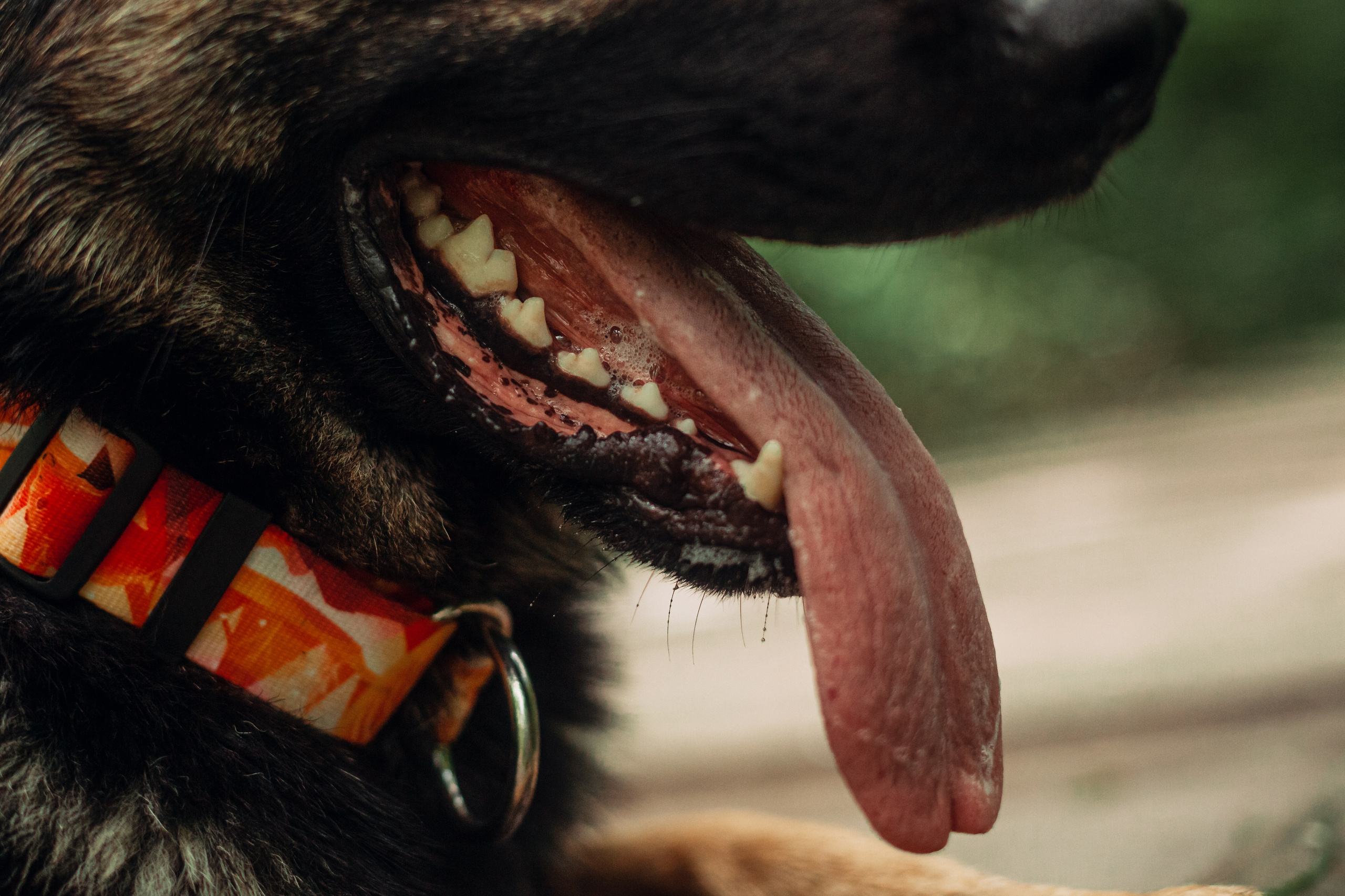 Лесная летняя фотопрогулка. Фотограф-анималист Татьяна Степанова