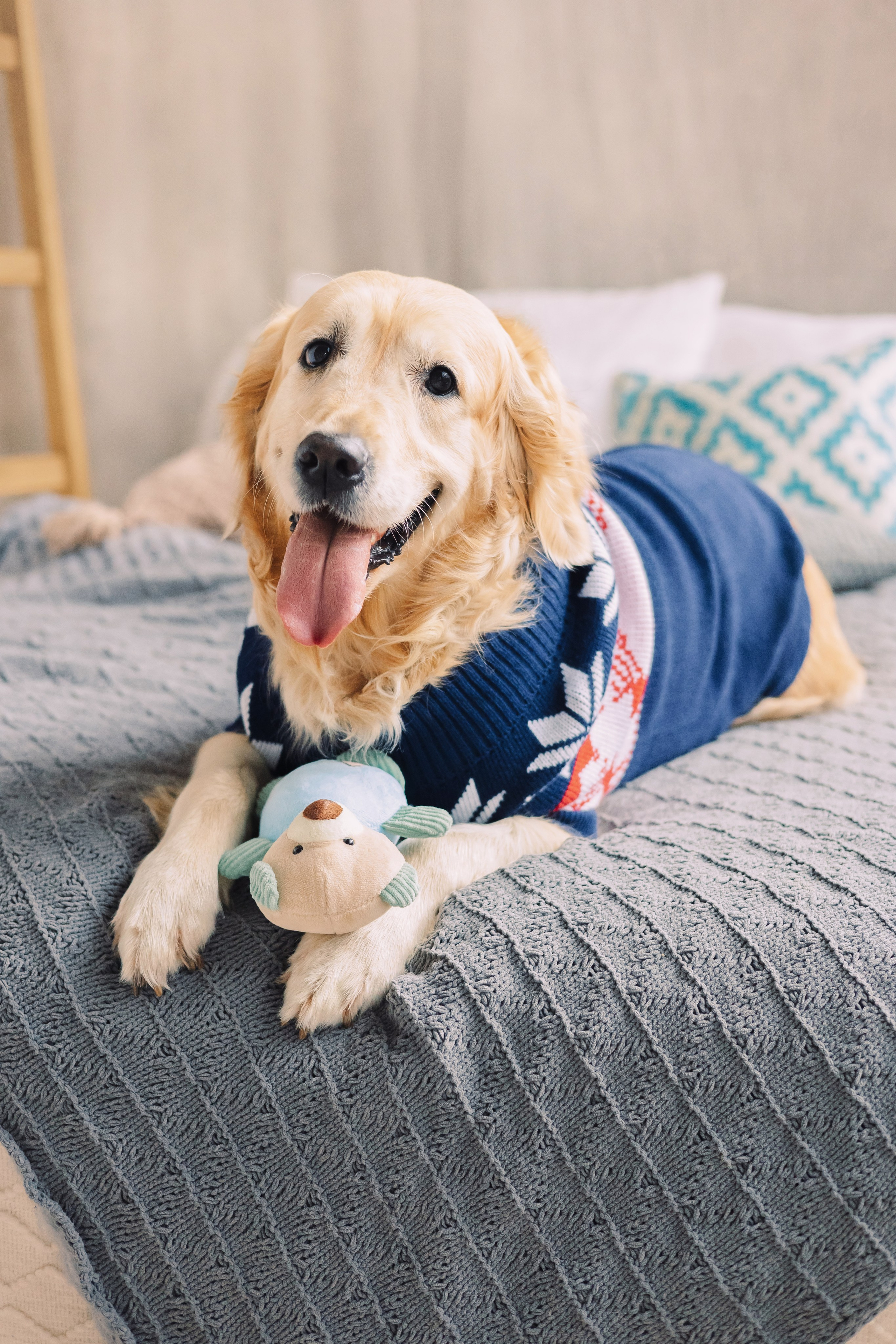 Магазин Friend of mine. Фотограф-анималист Елена Радченко, Москва