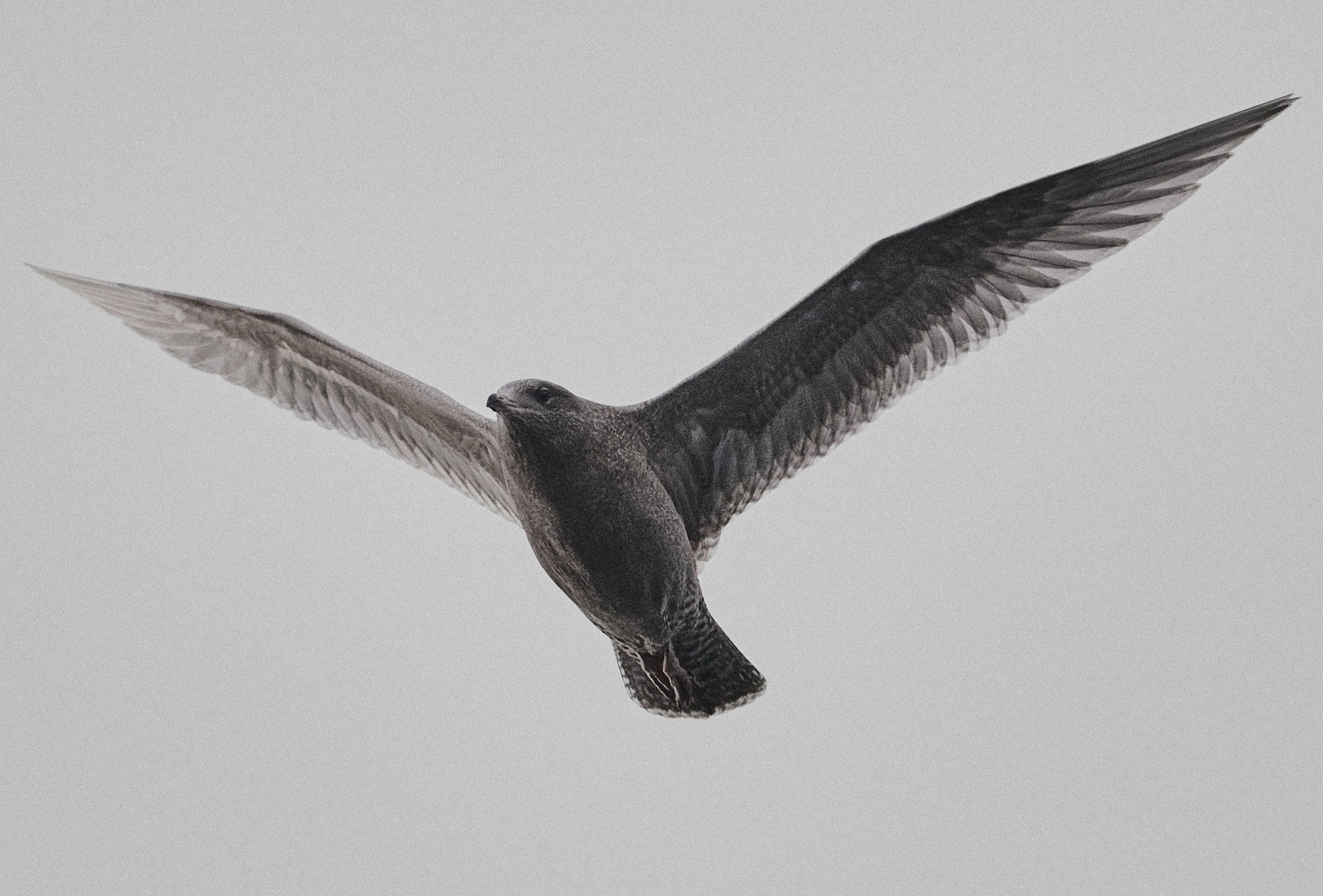 Фотосъемка на телефон. Международная онлайн-фотошкола Сергея Рожнова