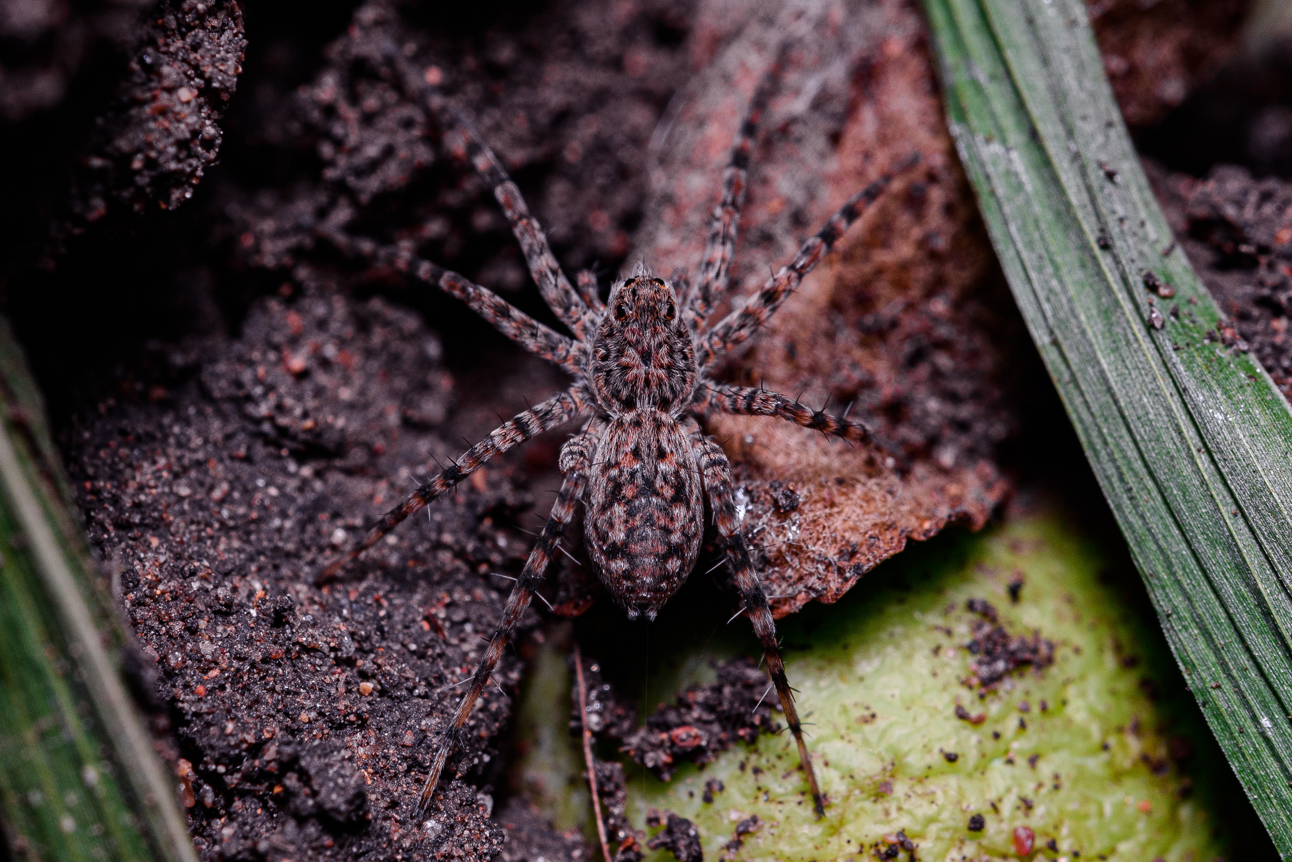 Макро. Фотограф в Уральске | Трищенков Гордей