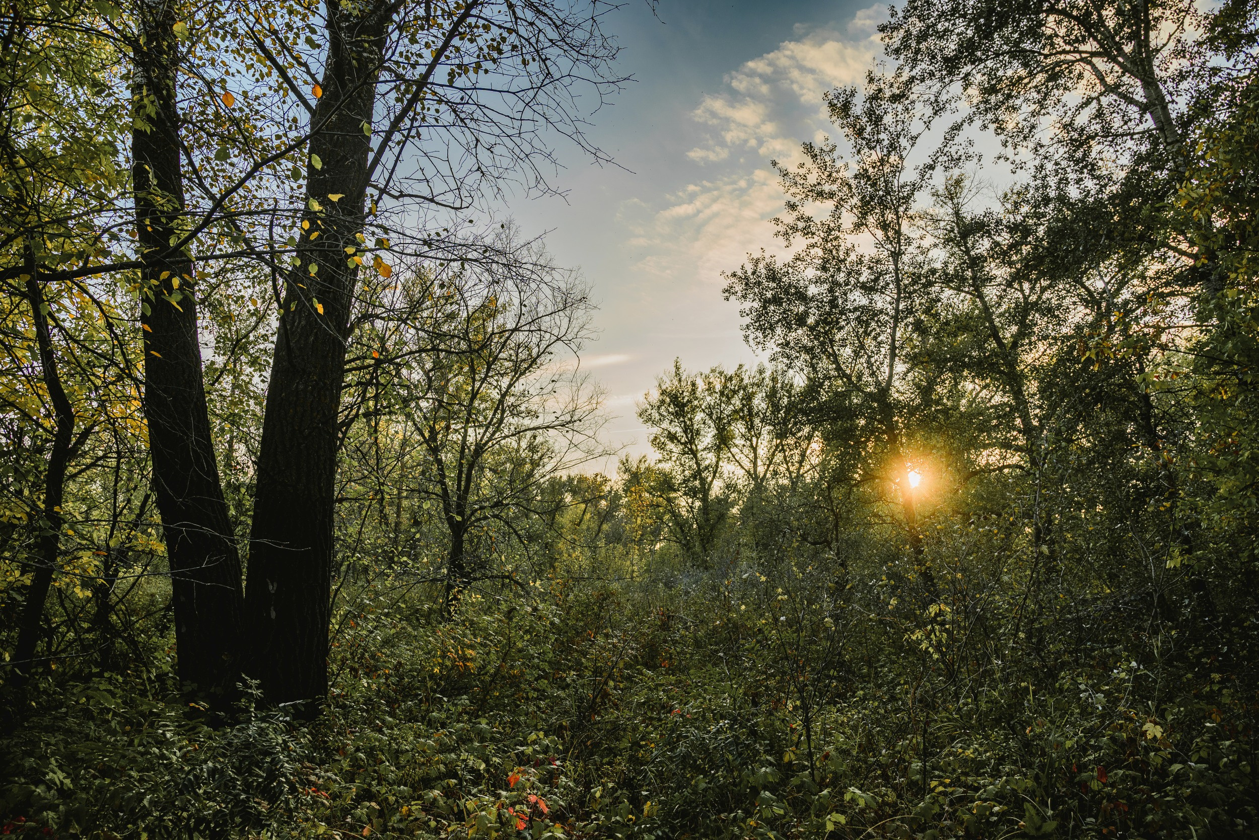 закат, лес, деревья