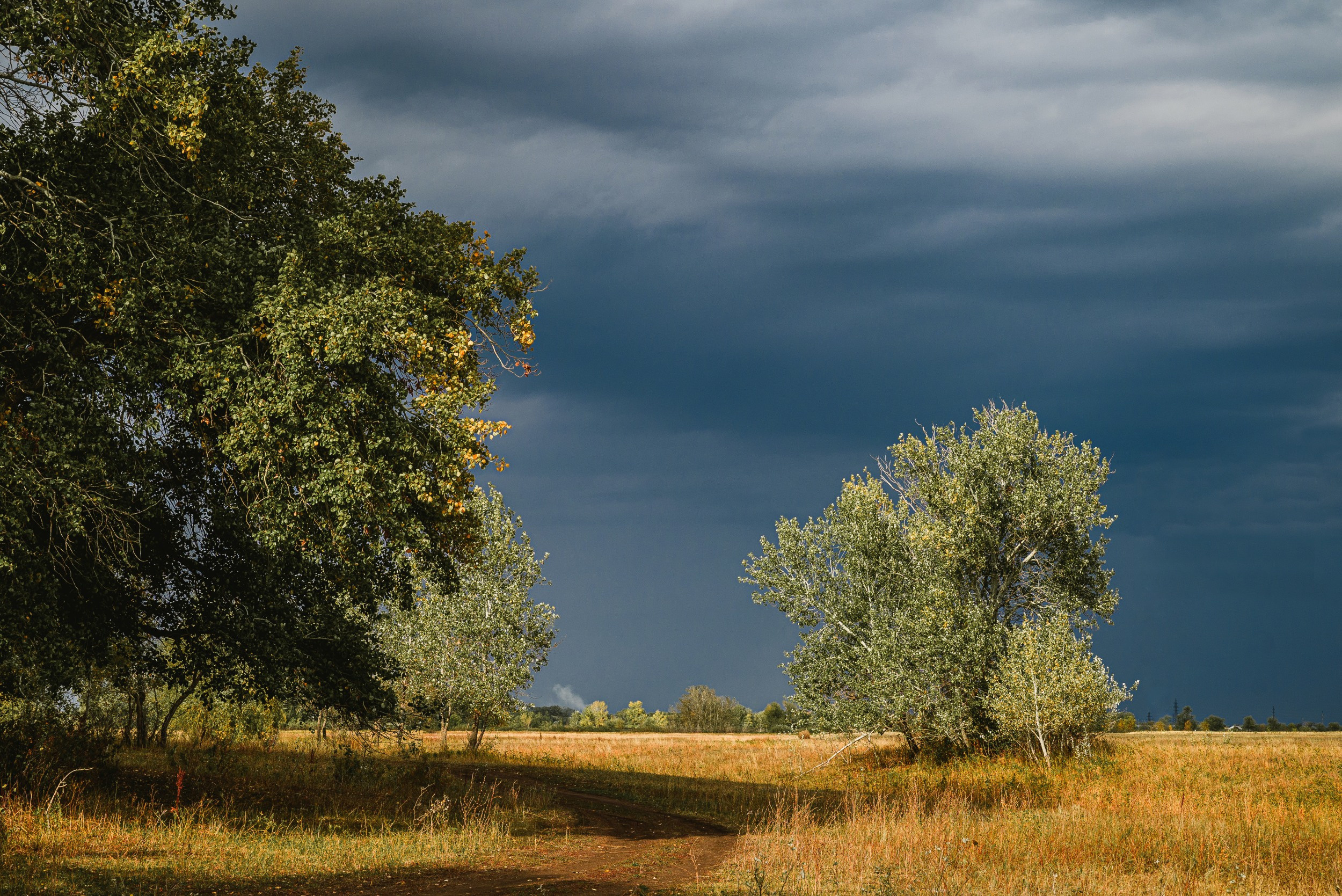 тучи, пасмурно, перед дождём, лес