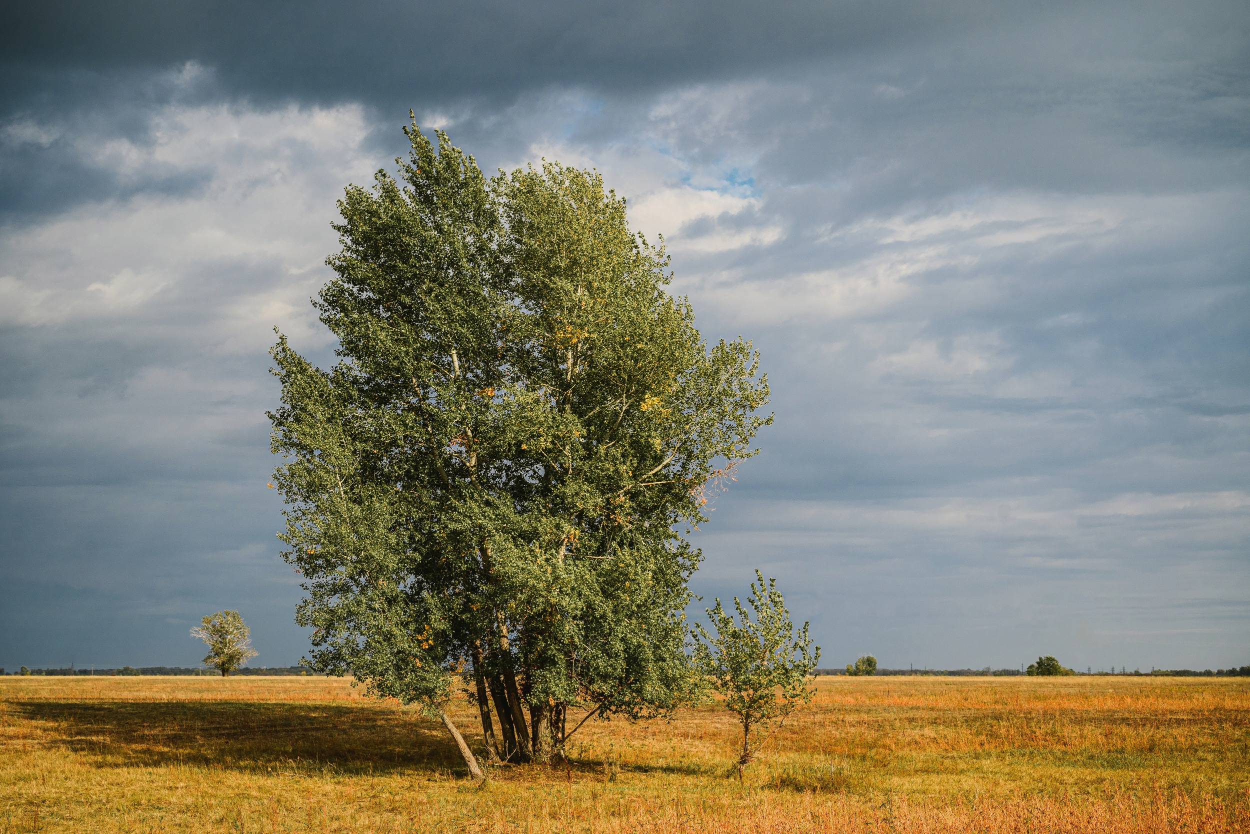 тучи, пасмурно, перед дождём, ДЕРЕВО