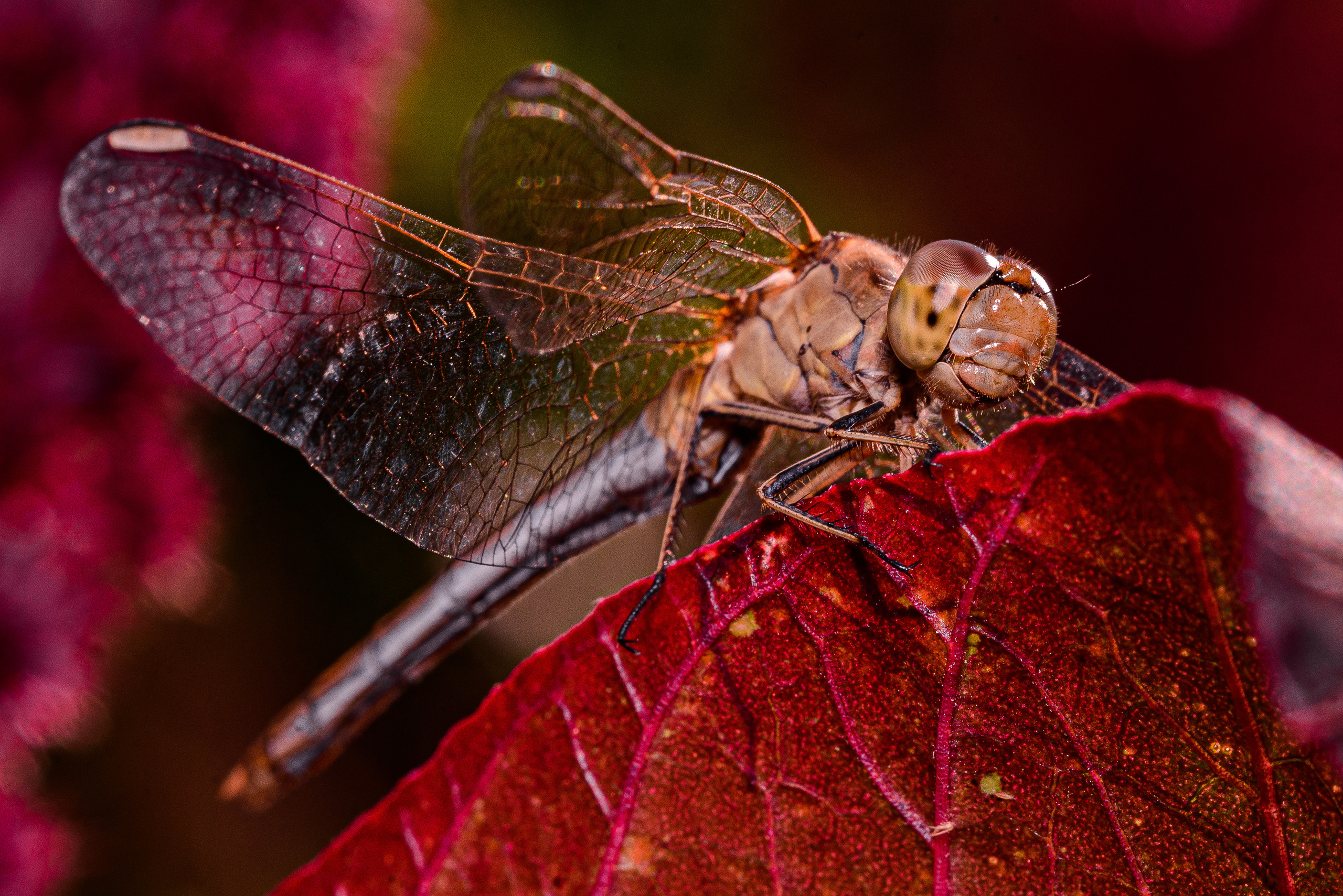Макро. Фотограф в Уральске | Трищенков Гордей
