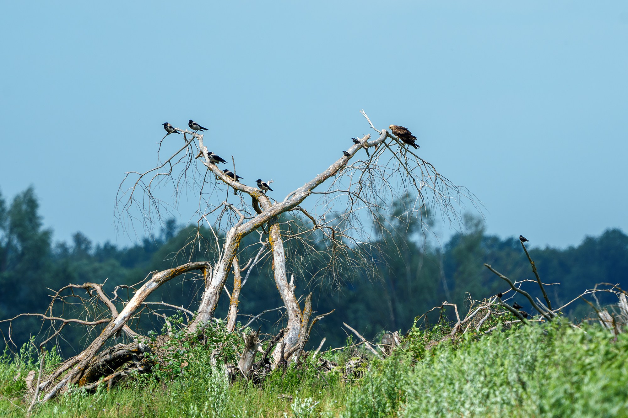Удивительные мир птиц. Вокруг нас столько прекрасного — присмотритесь!. Ваш личный фотограф Марина Волкова