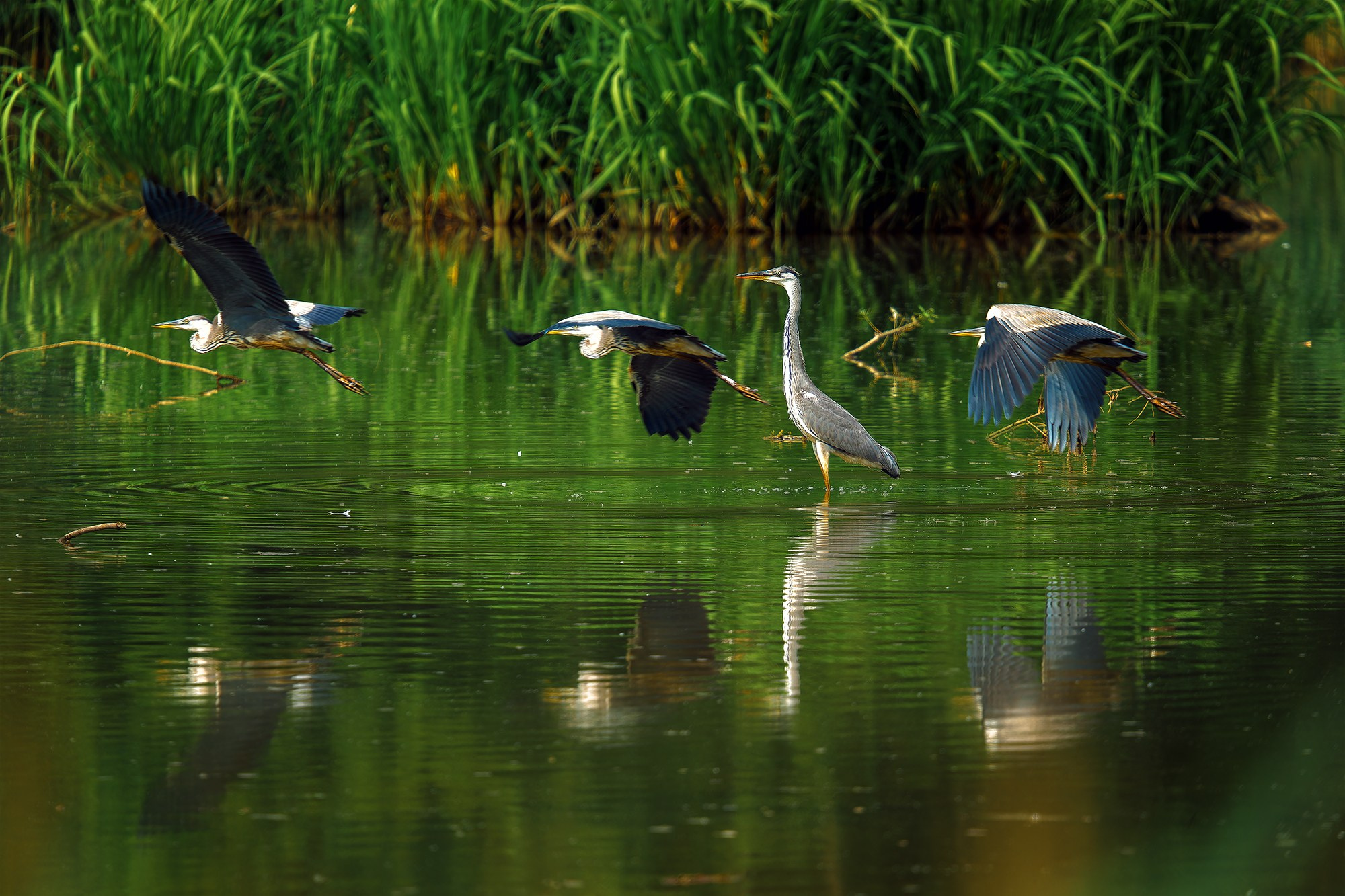 Удивительные мир птиц. Вокруг нас столько прекрасного — присмотритесь!. Ваш личный фотограф Марина Волкова