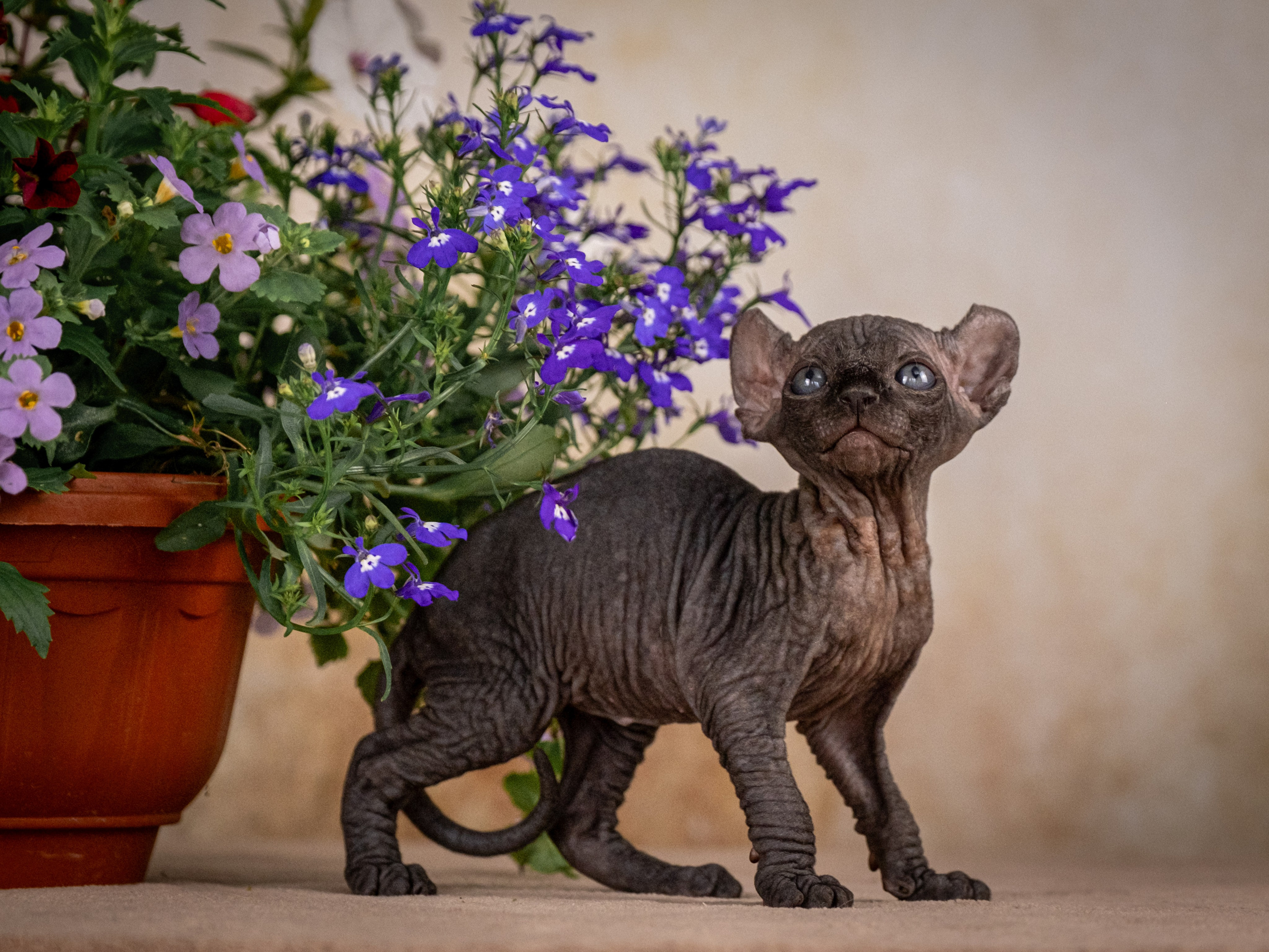 Сфинксы и эльфы для Никиты!. Зоофотограф, фотограф животных в Москве и области Дина Дамоцева