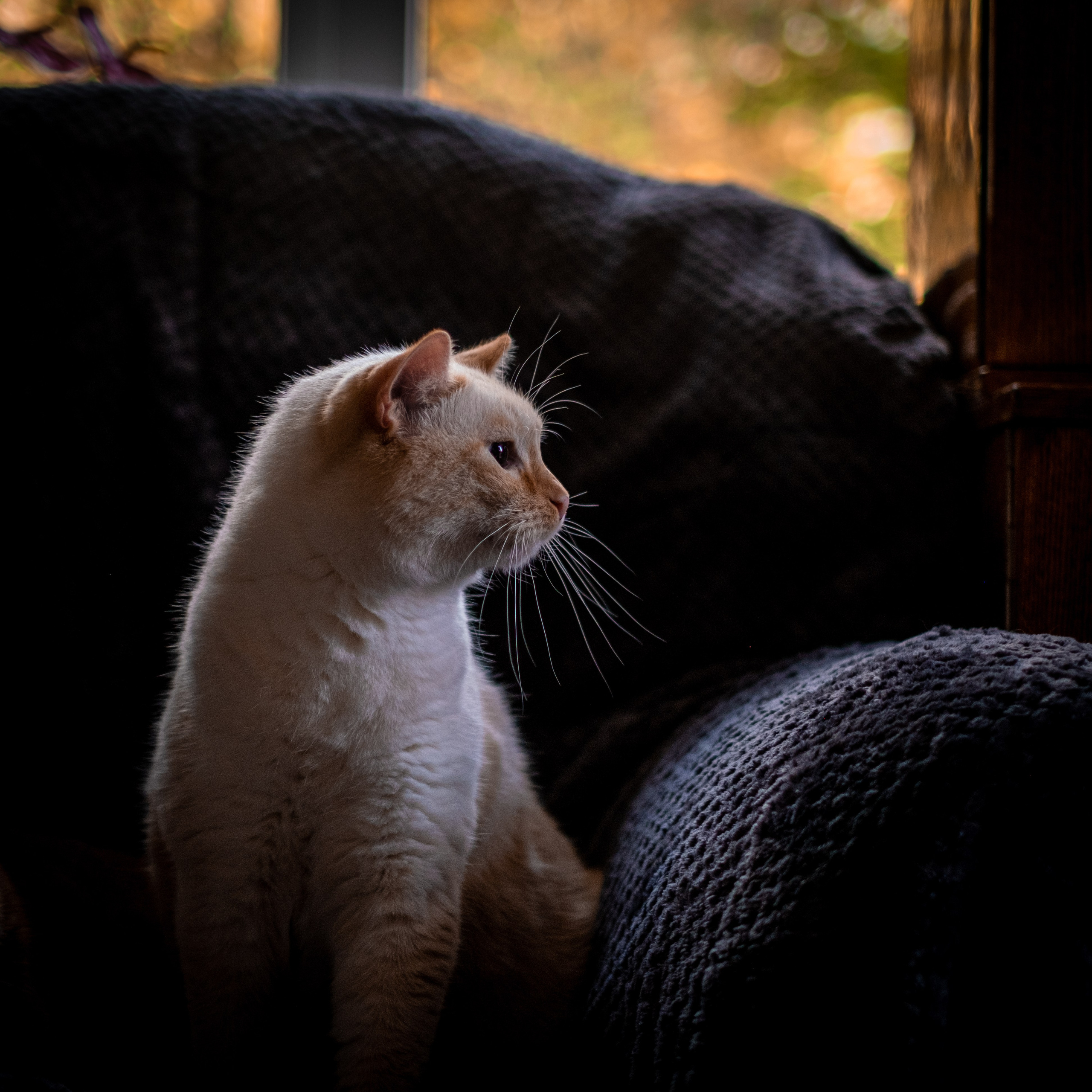 Нюша и Лучик для Антона!. Зоофотограф, фотограф животных в Москве и области Дина Дамоцева