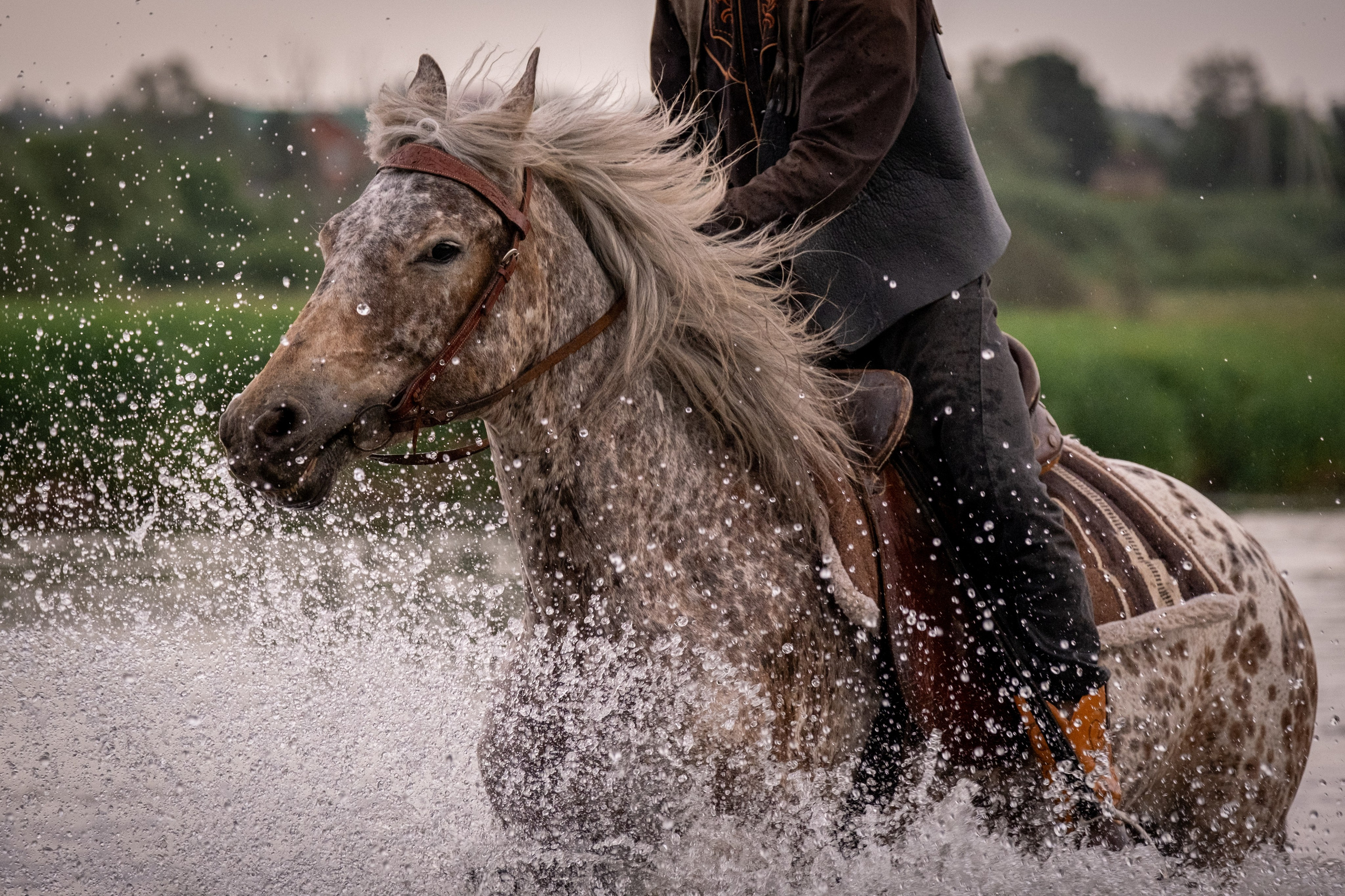 Аванпост, конное ранчо. Зоофотограф, фотограф животных в Москве и области Дина Дамоцева