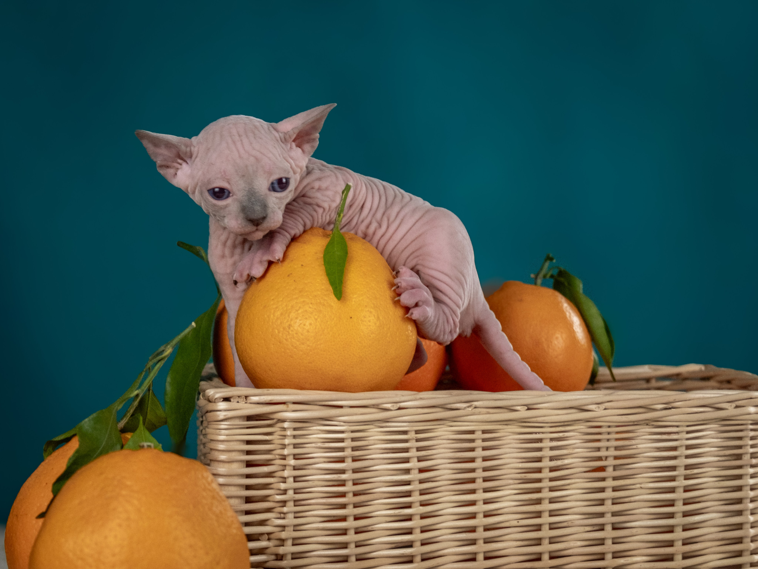 Невероятные сфинксы и эльфы для Ланы!. Зоофотограф, фотограф животных в Москве и области Дина Дамоцева