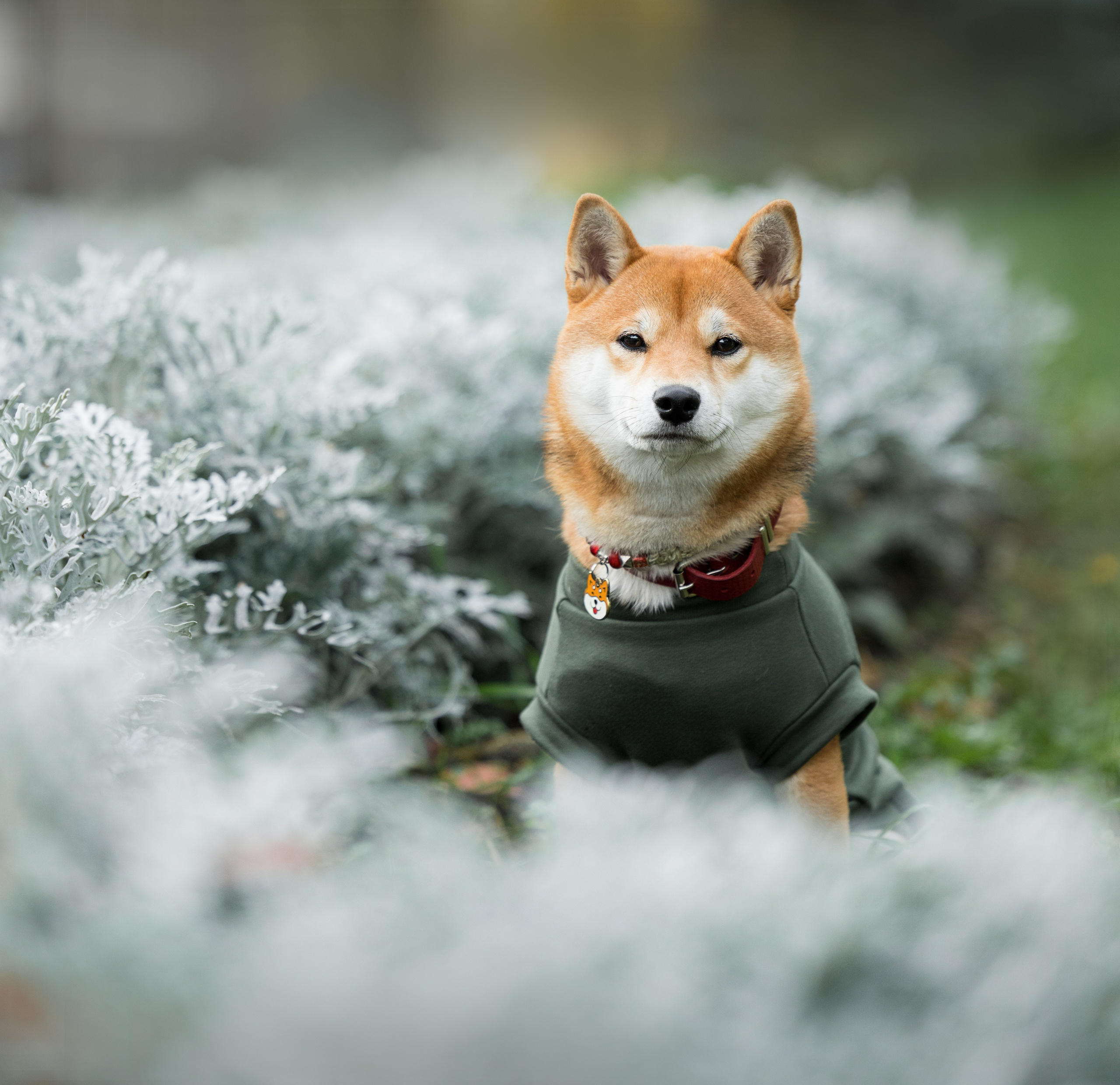 Портфолио. Фотограф-анималист в Екатеринбурге Марина Шишкина