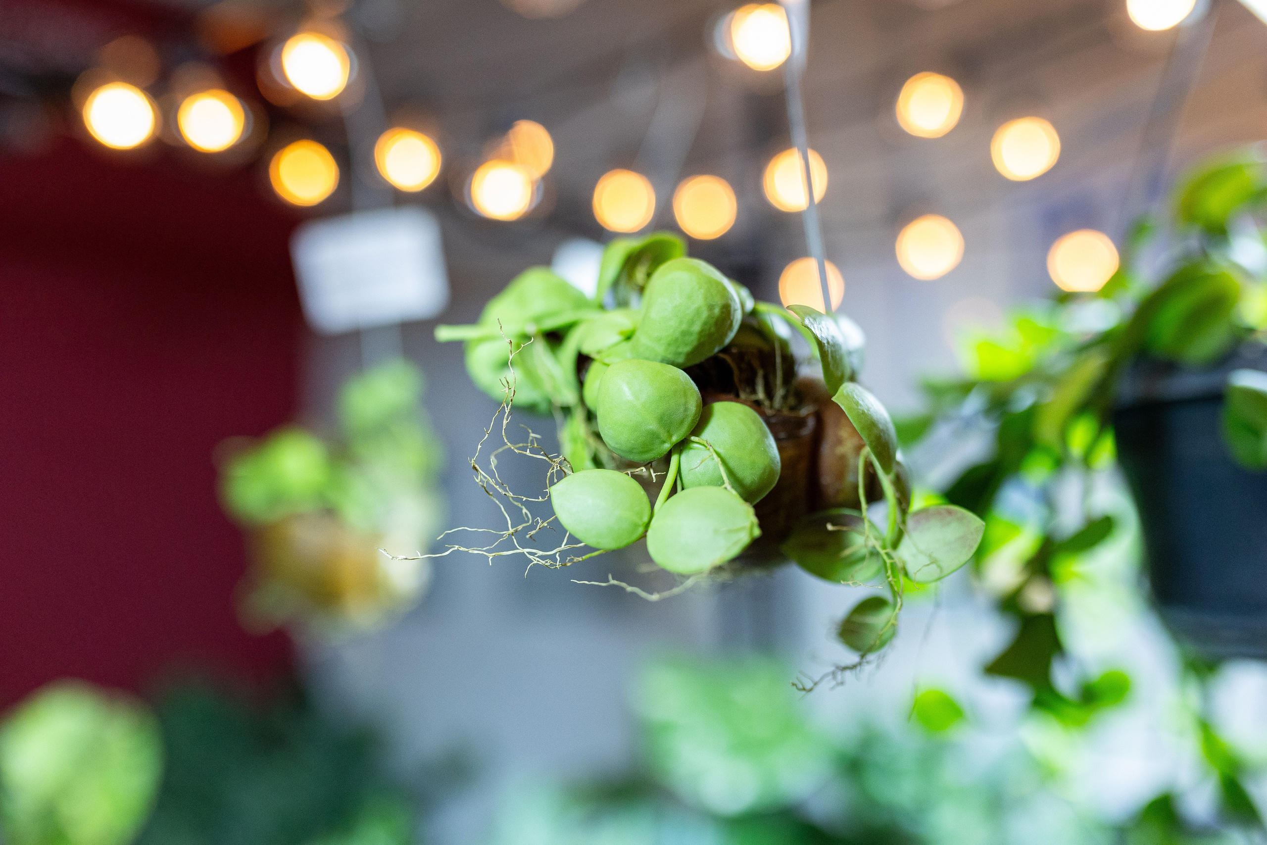 Growbox декабрь 2025. Александра Куликова фотограф, Москва