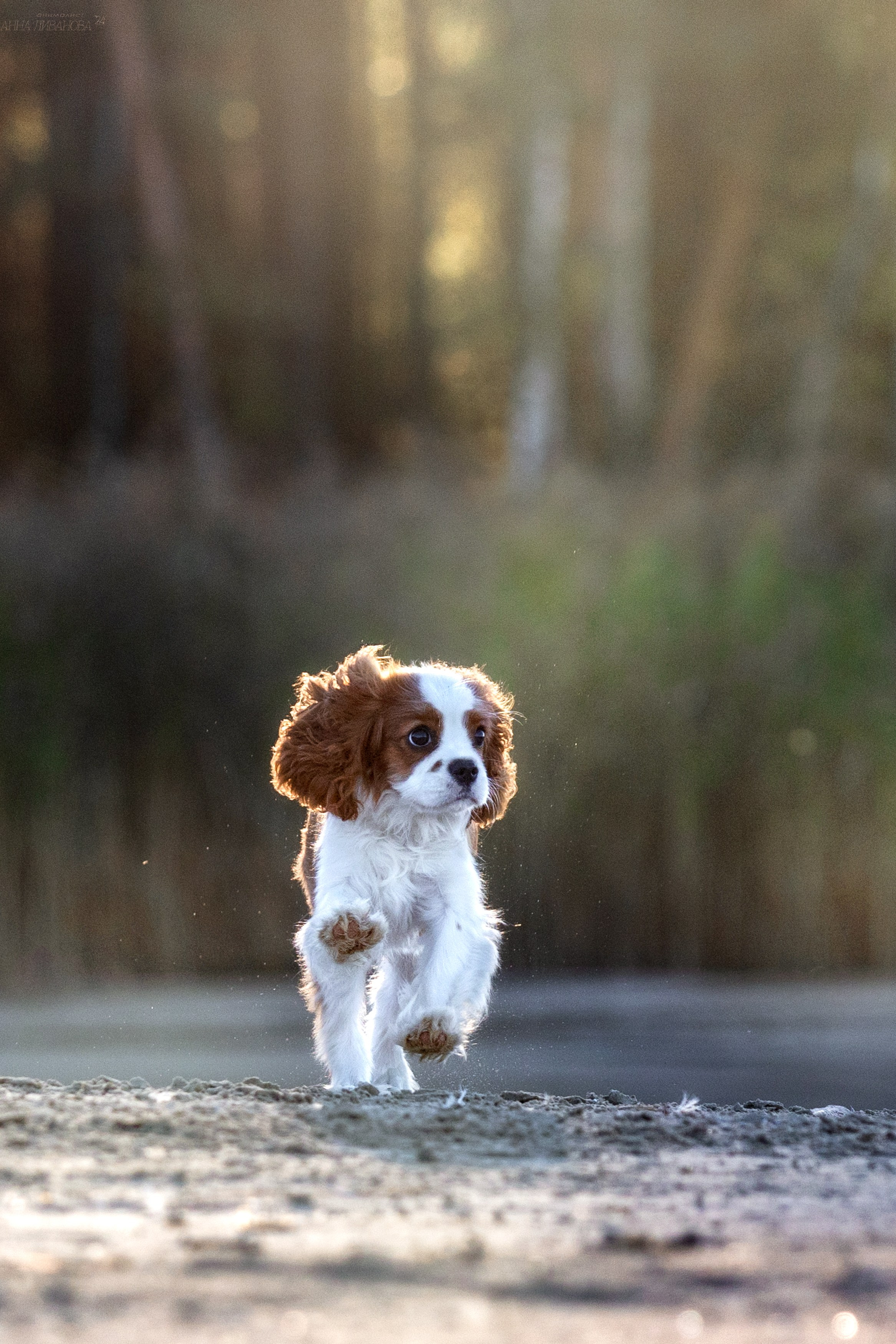Татка. Фотограф анималист Аня Ливанова | Рыбинск