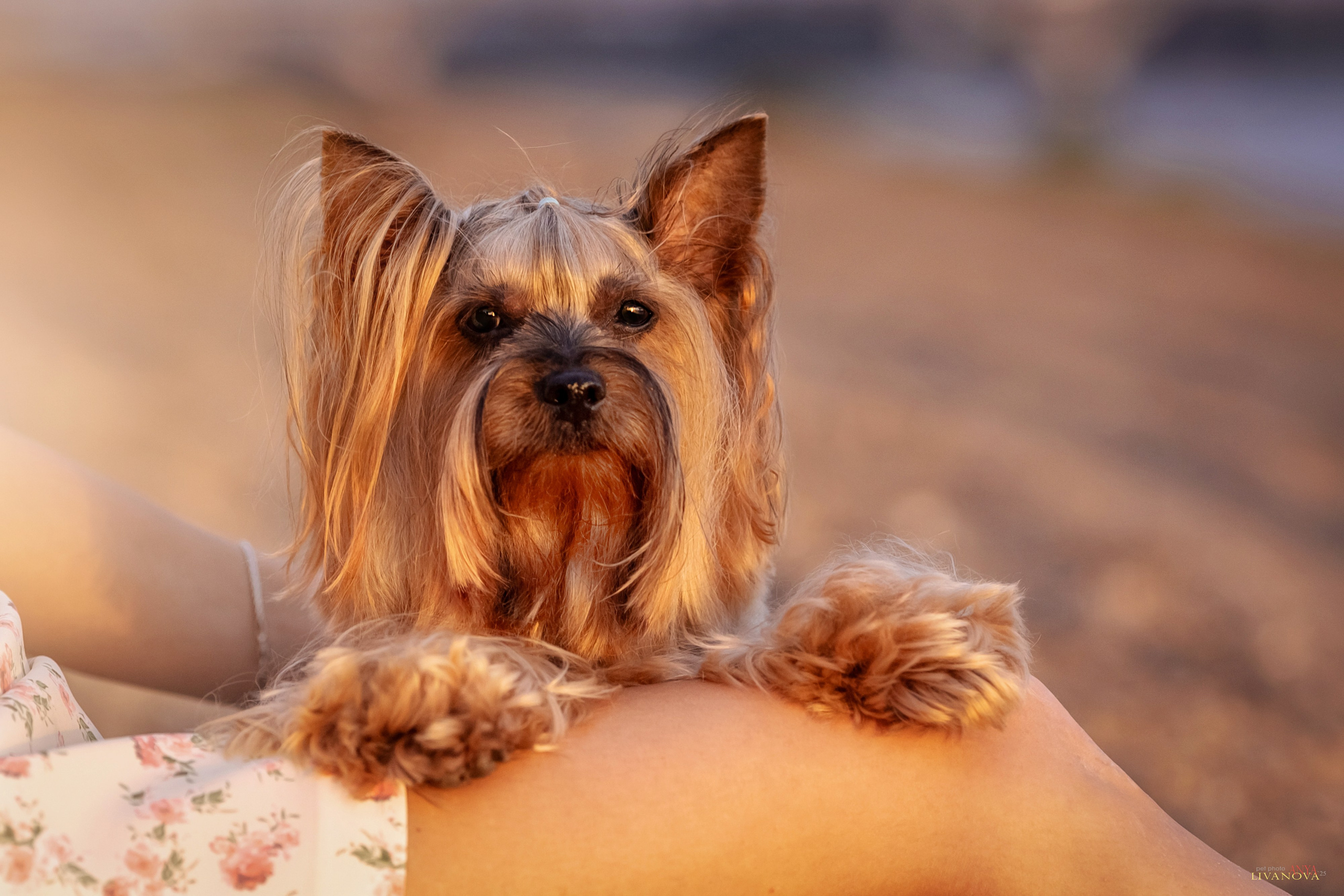 Катя + Астин и Олаф. Фотограф анималист Аня Ливанова | Рыбинск