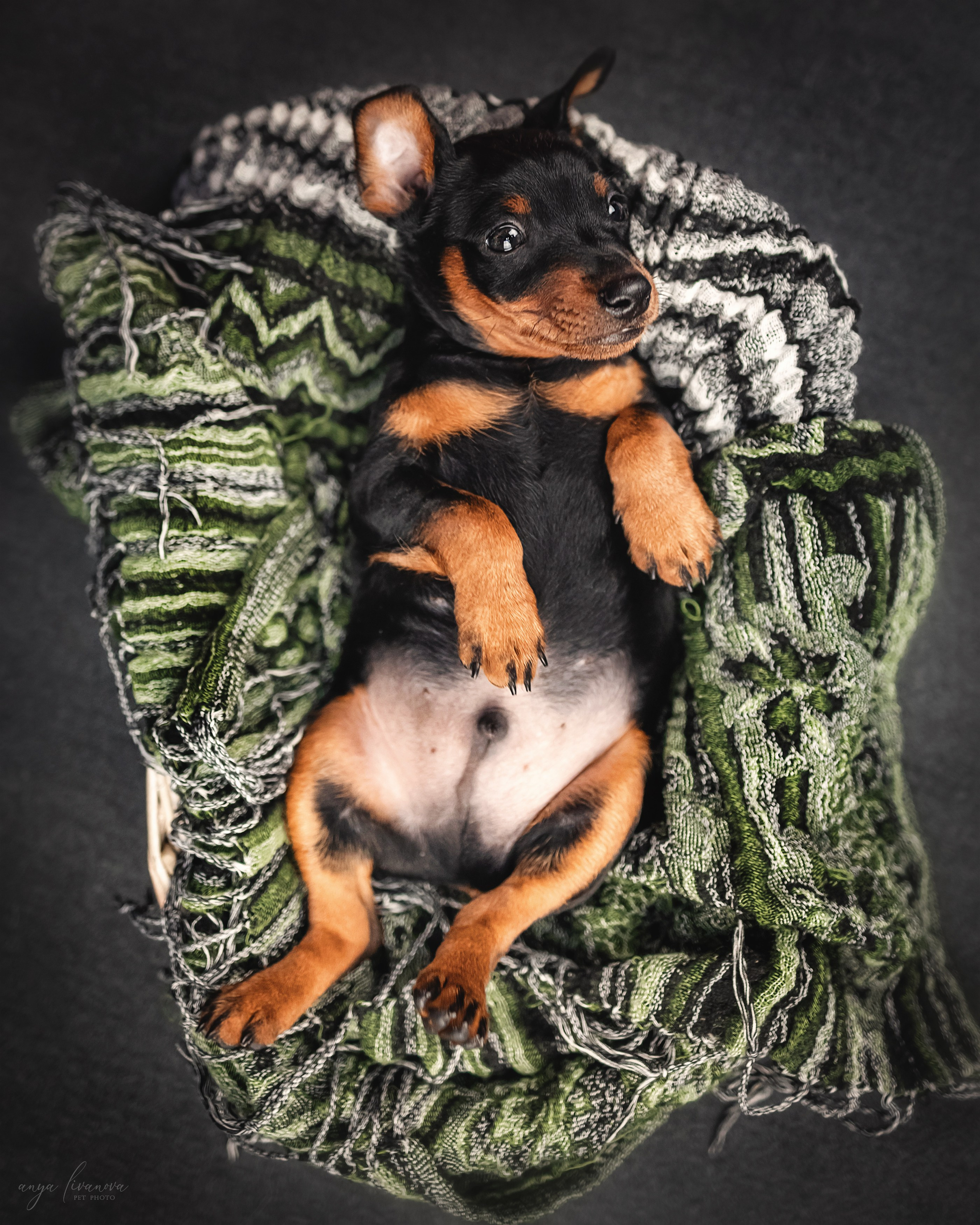 Пинчер. Фотограф анималист Аня Ливанова | Рыбинск