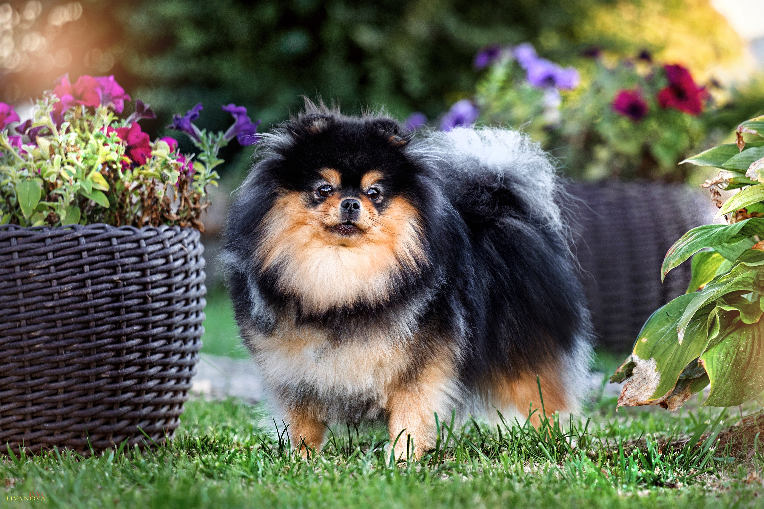 Шпицы. Фотограф анималист Аня Ливанова | Рыбинск