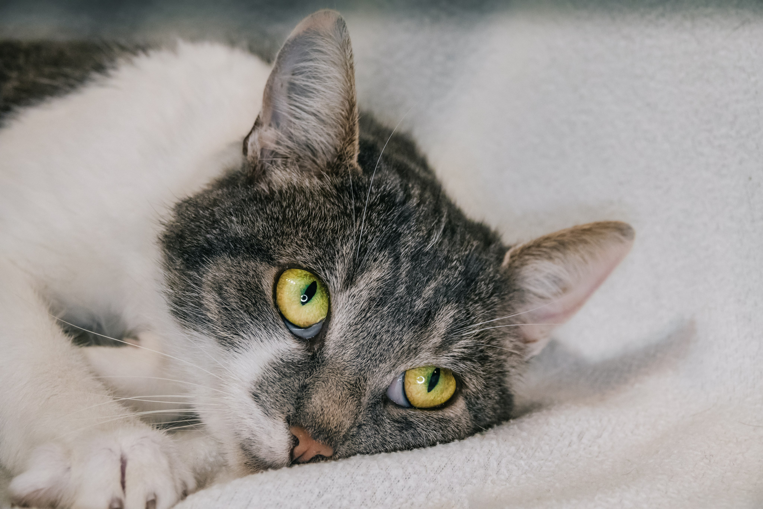 Кошка Машка ищет дом. Фотограф-анималист в Москве Юлия Лайхо