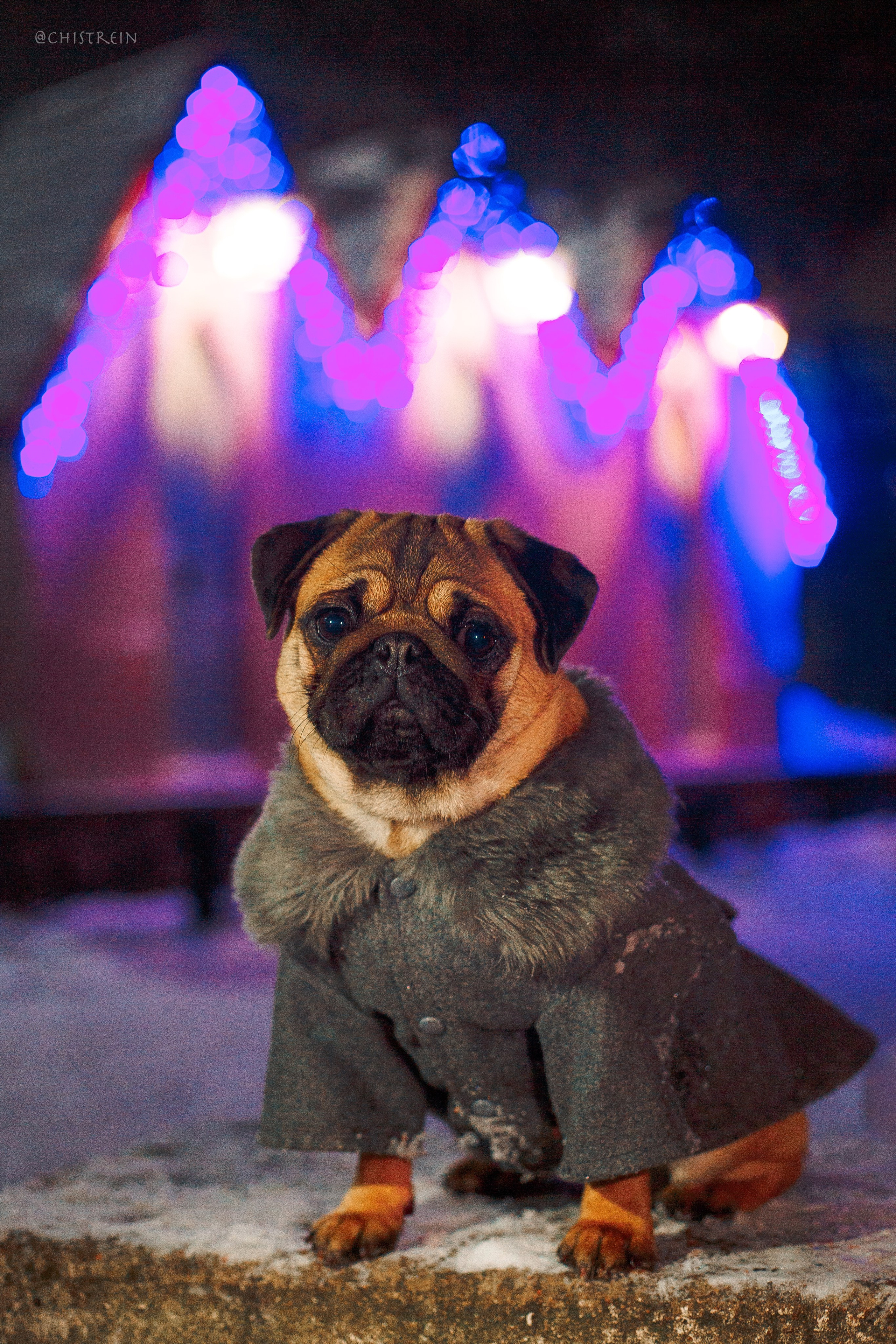 Новогоднее настроение. Роза. Фотограф-анималист Наталия Чистюхина в г. Сосновый Бор и ЛО