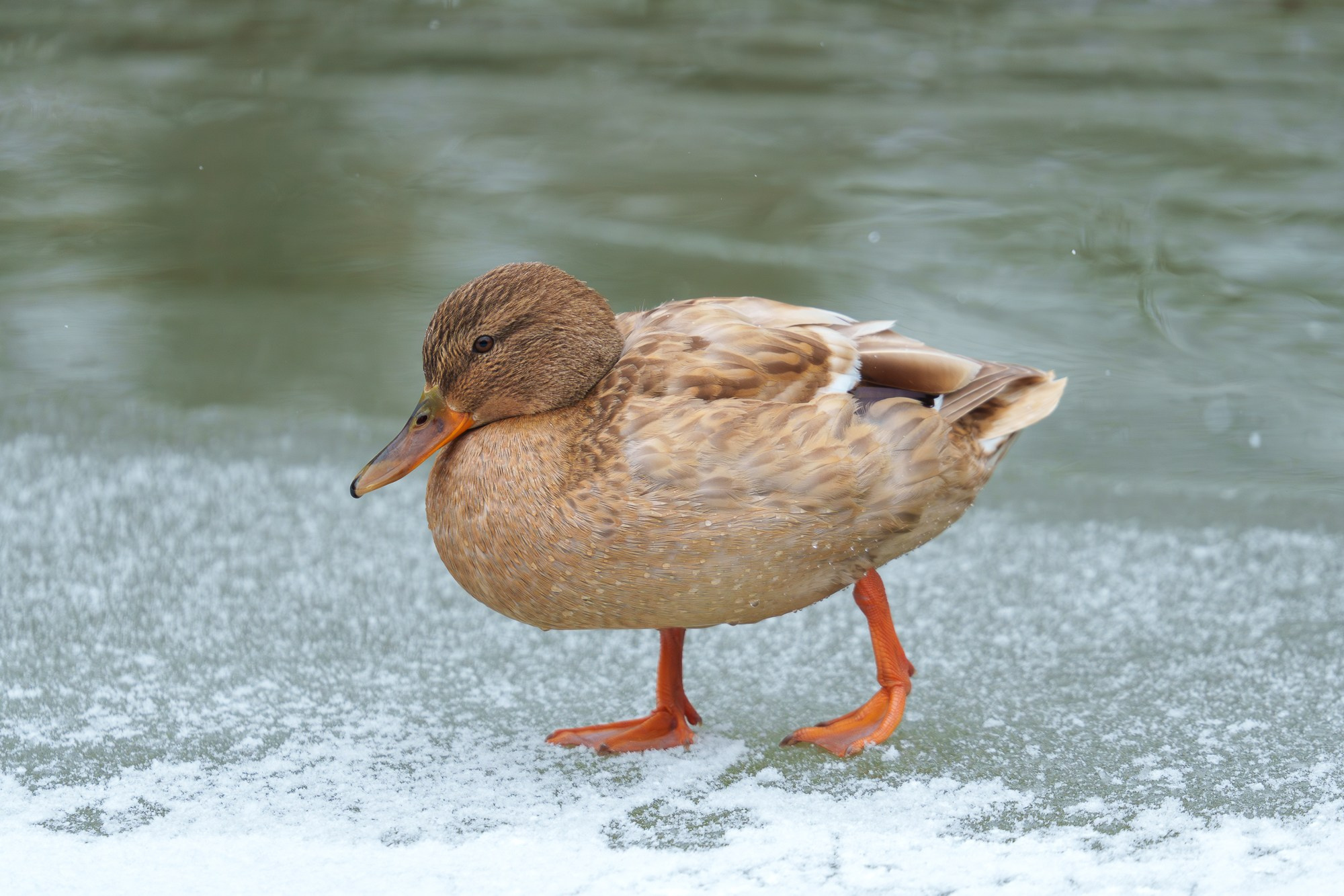 Удивительные мир птиц. Вокруг нас столько прекрасного — присмотритесь!. Ваш личный фотограф Марина Волкова