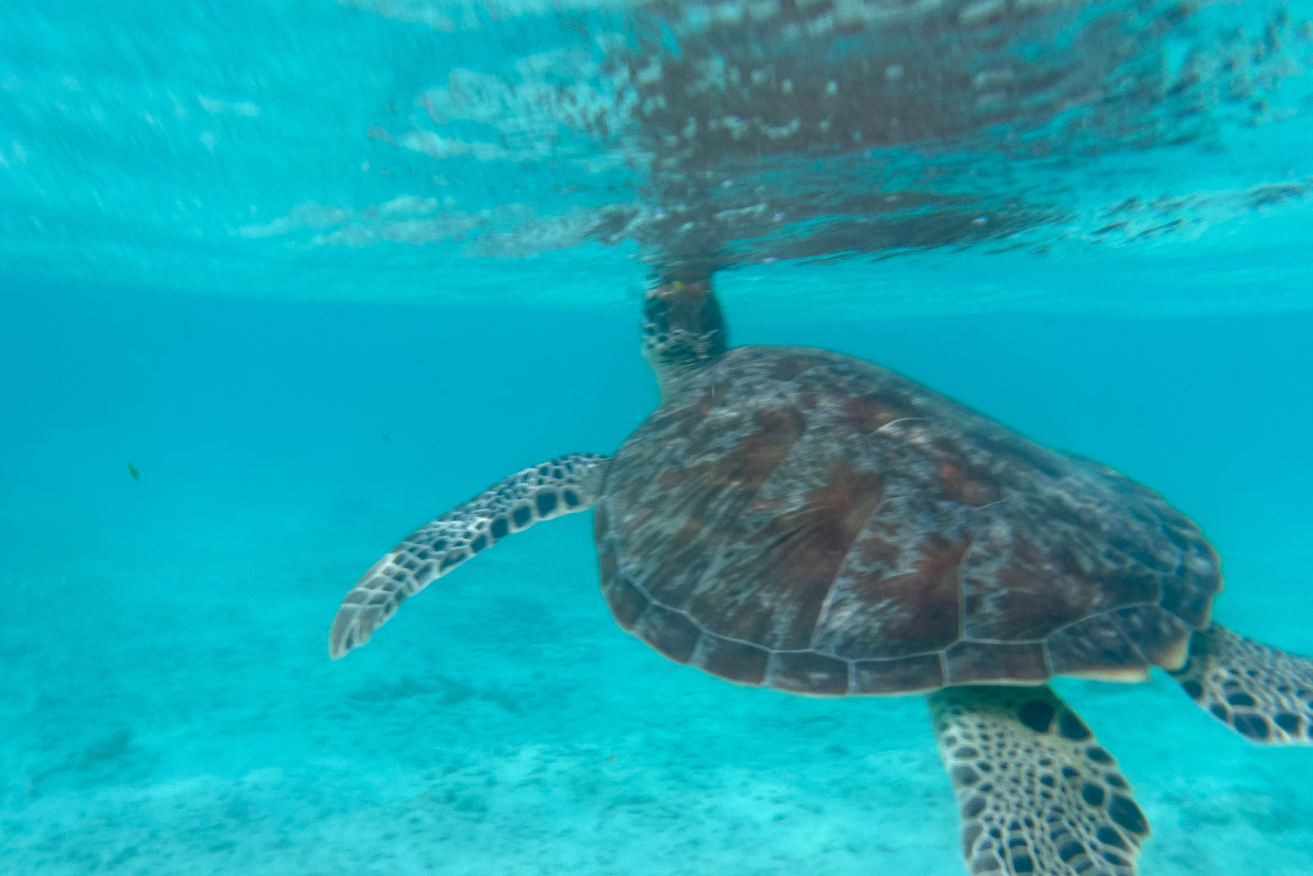 Автор: Анастасия Лапшина