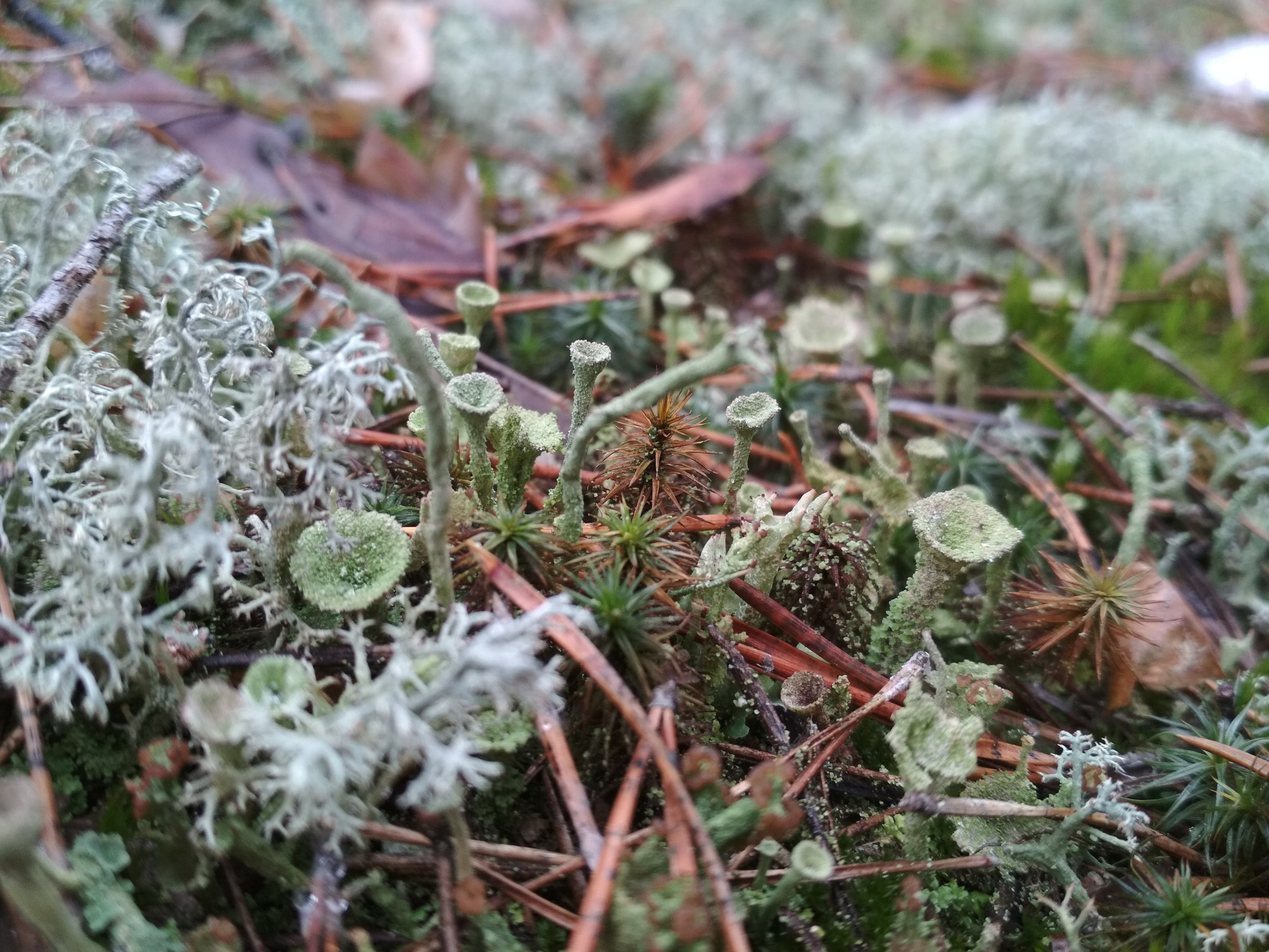 Автор: Наталья Cергеева