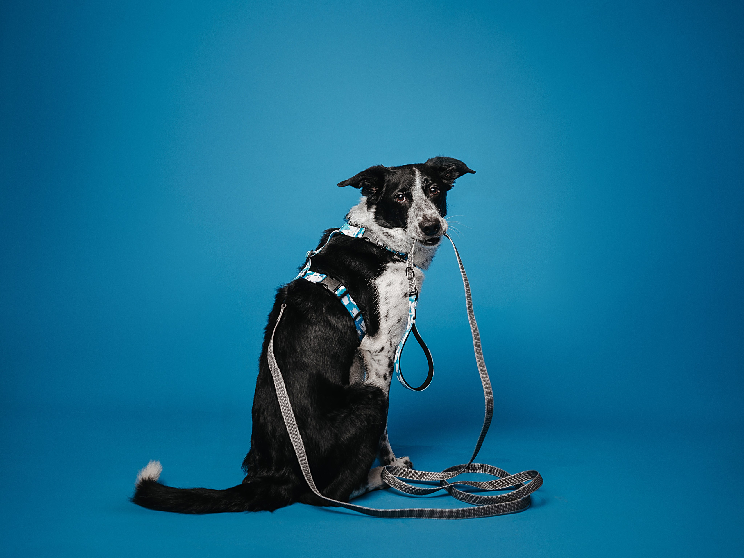 Bender&Frai. Овечки. Семейный фотограф анималист Ананьева Мария — Москва