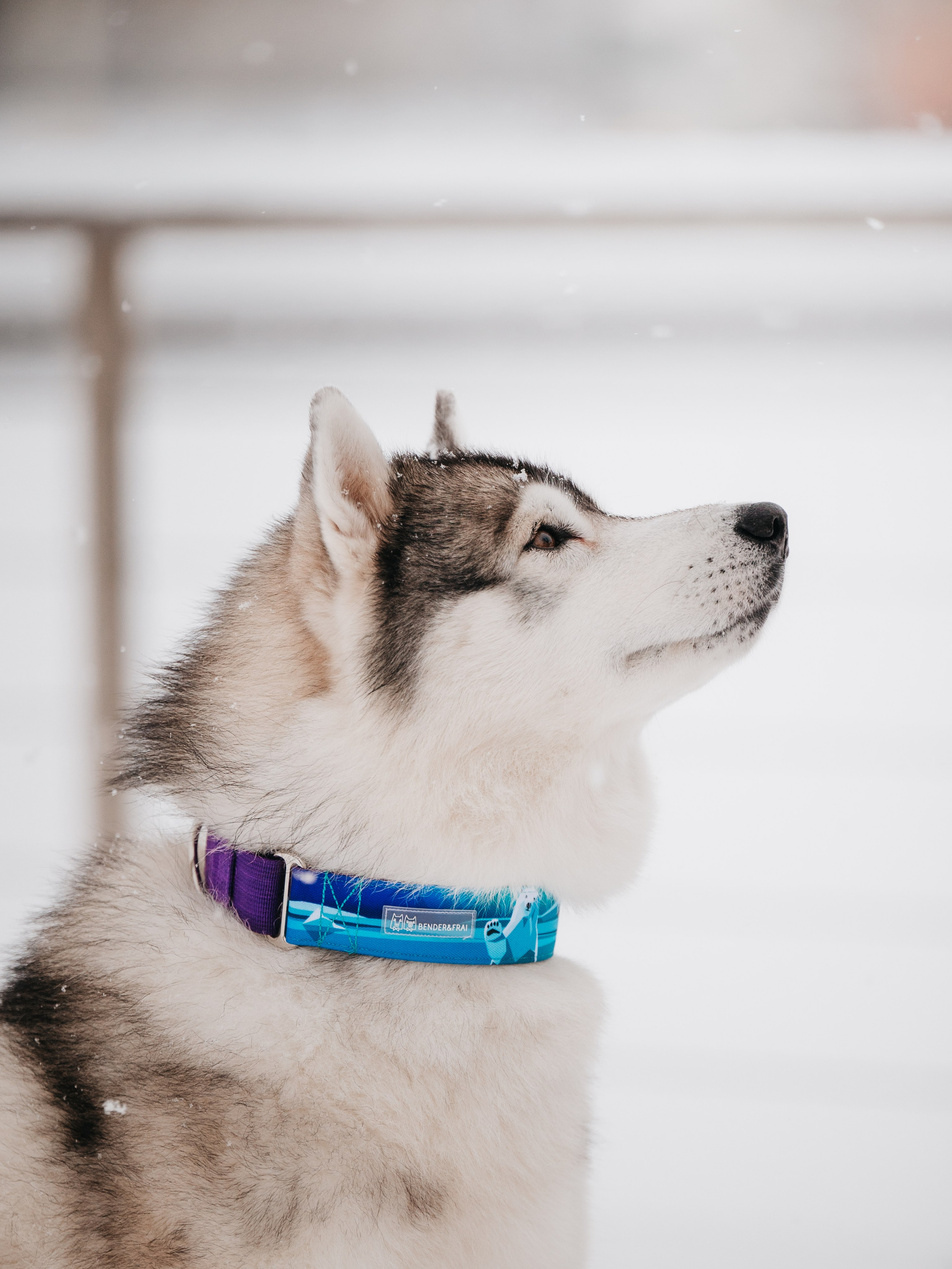 Bender&Frai. Зимняя коллекция. Семейный фотограф анималист Ананьева Мария — Москва