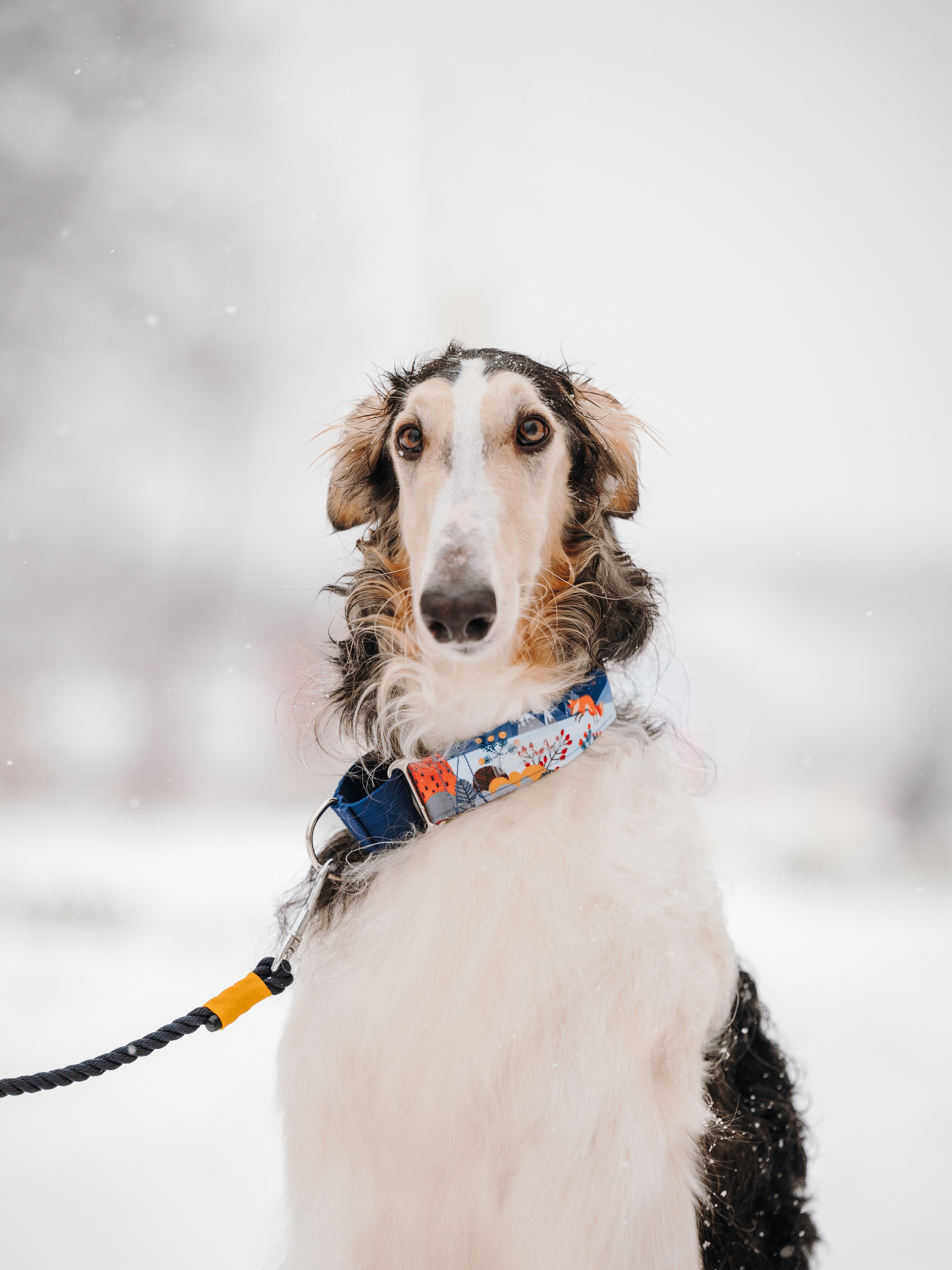 Bender&Frai. Зимняя коллекция. Семейный фотограф анималист Ананьева Мария — Москва