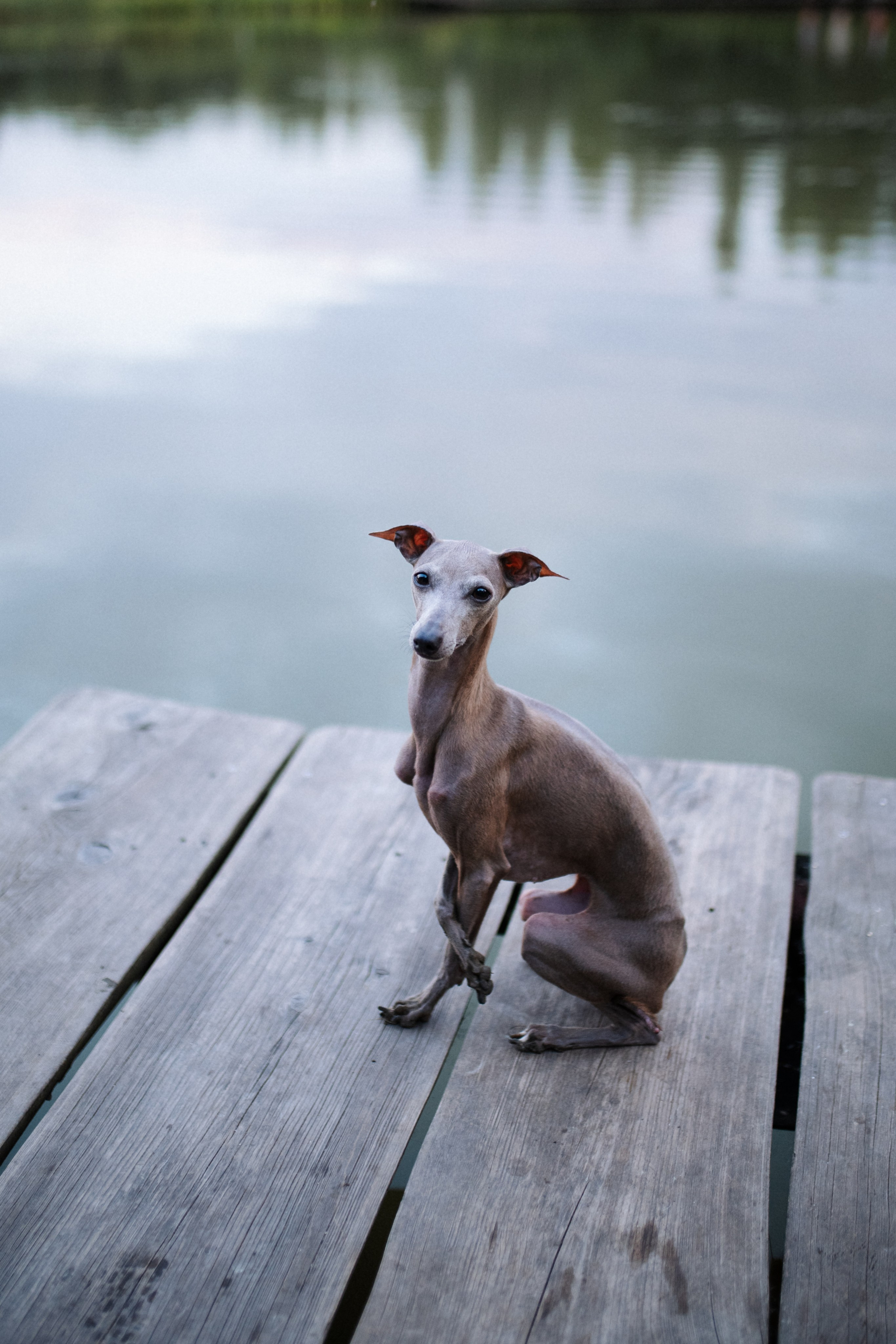 Хвост, смех и лучшие подруги. Фотограф анималист в Москве Ольга Агушева