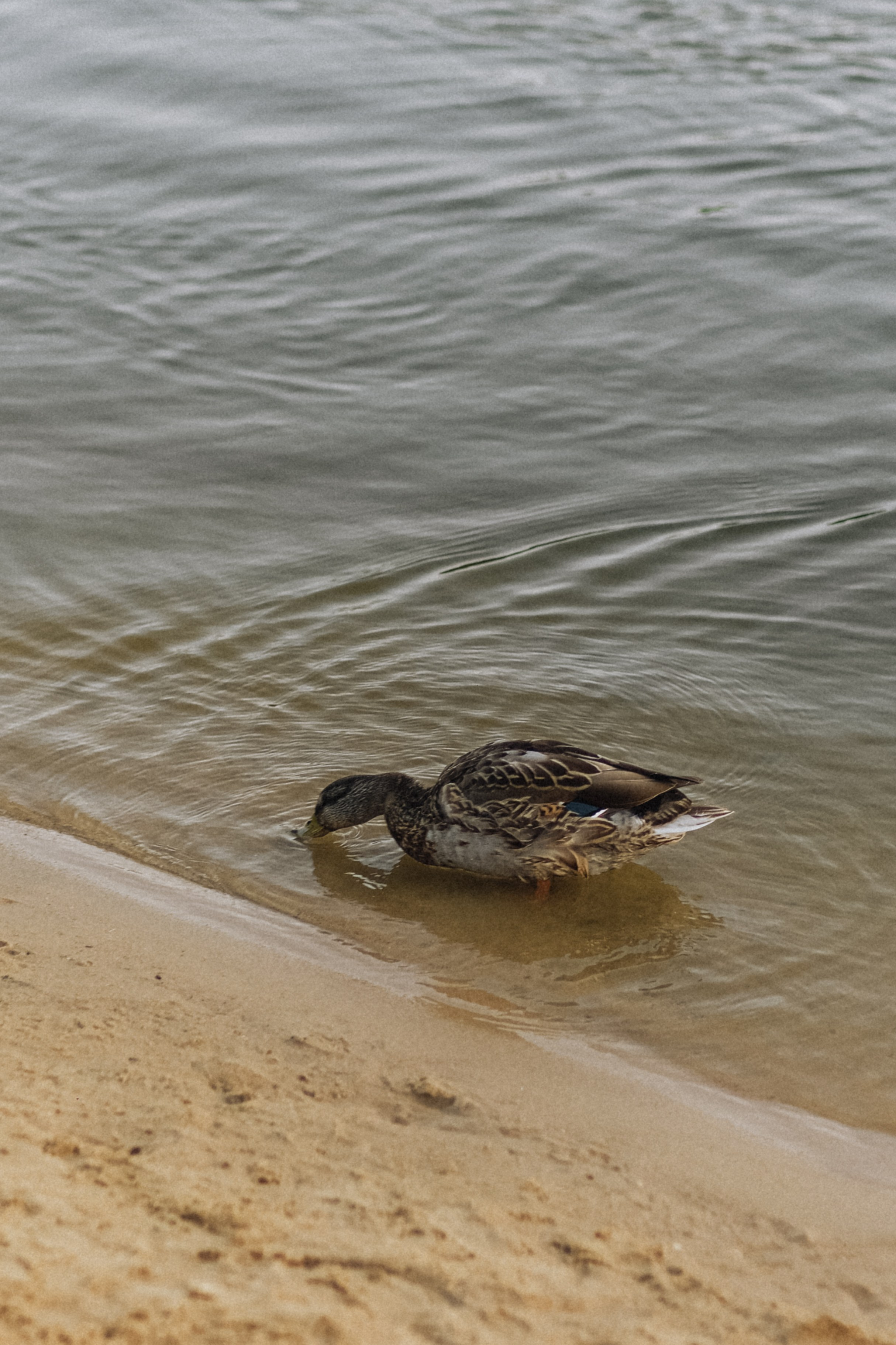 Маша, Влада и Артём. Семейный фотограф Москва