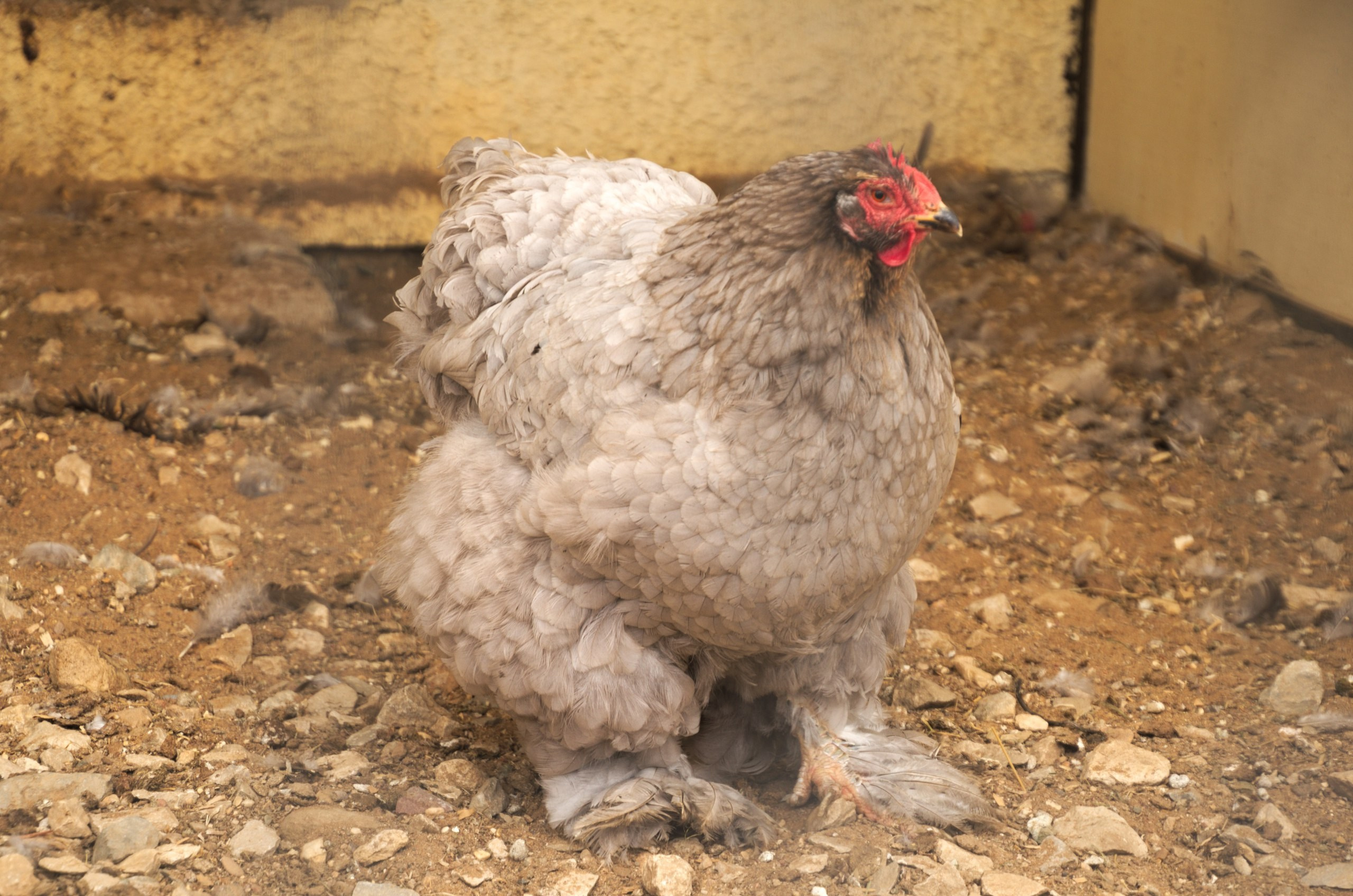 Боровск и парк птиц «Воробьи» | 17.09.2017. Галерея Фантим