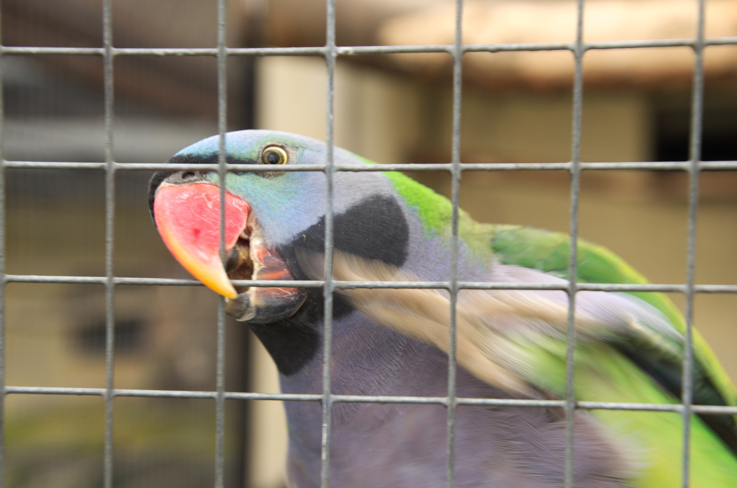 Боровск и парк птиц «Воробьи» | 17.09.2017. Галерея Фантим