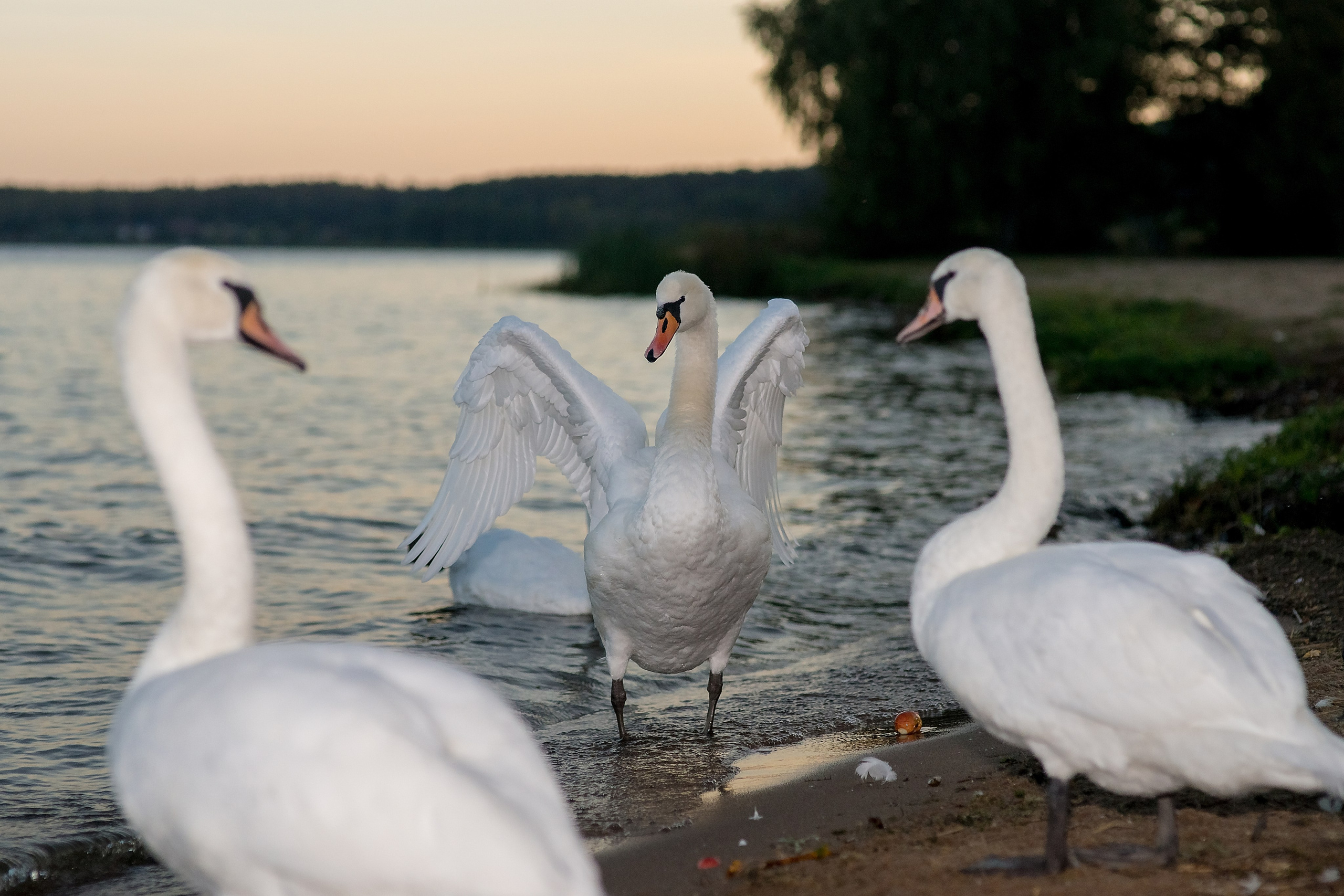 На озере Нарочь. Белоруссия