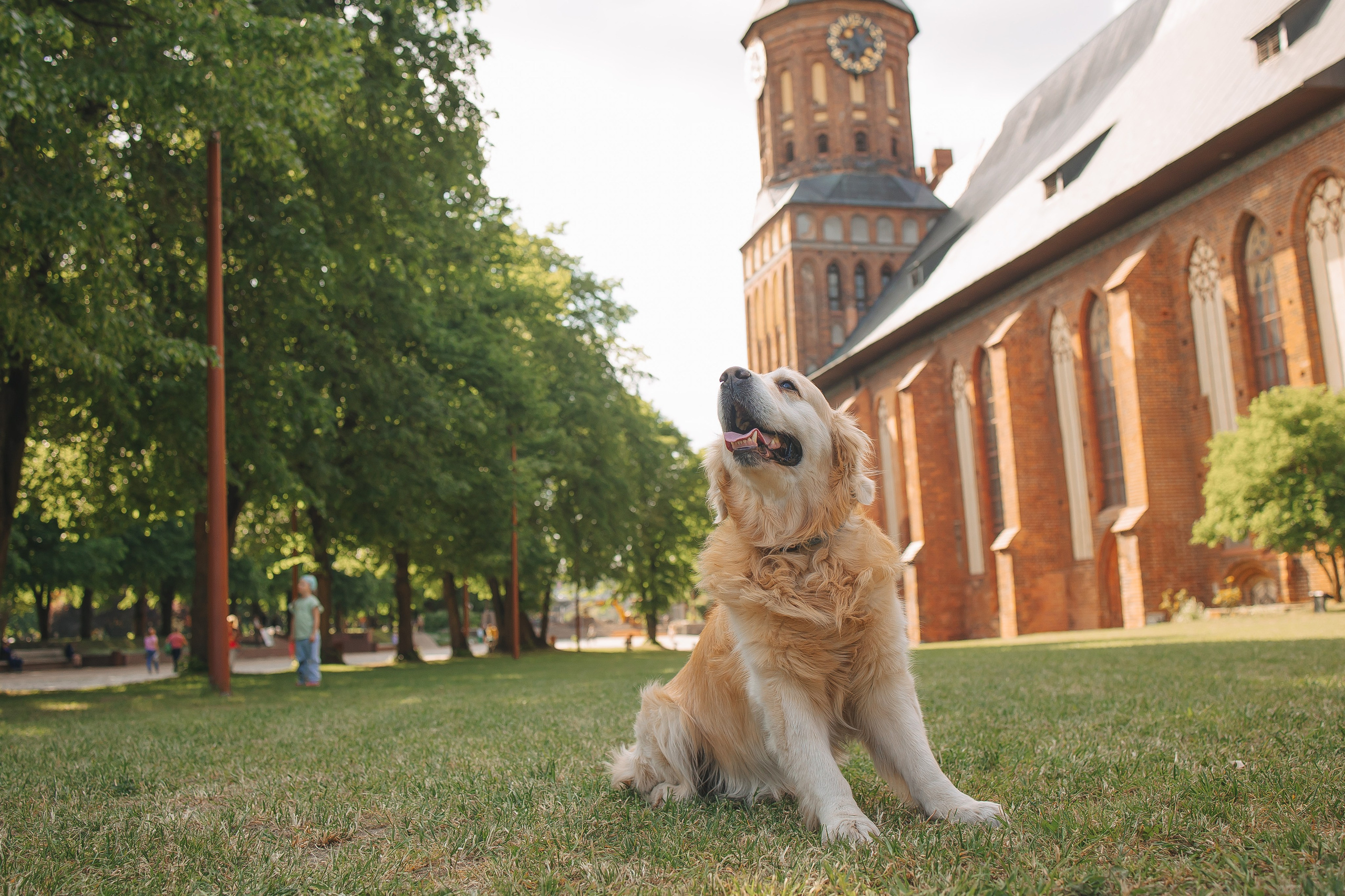 Золотистый ретривер Кант, Калининград. Свадебный и женский фотограф