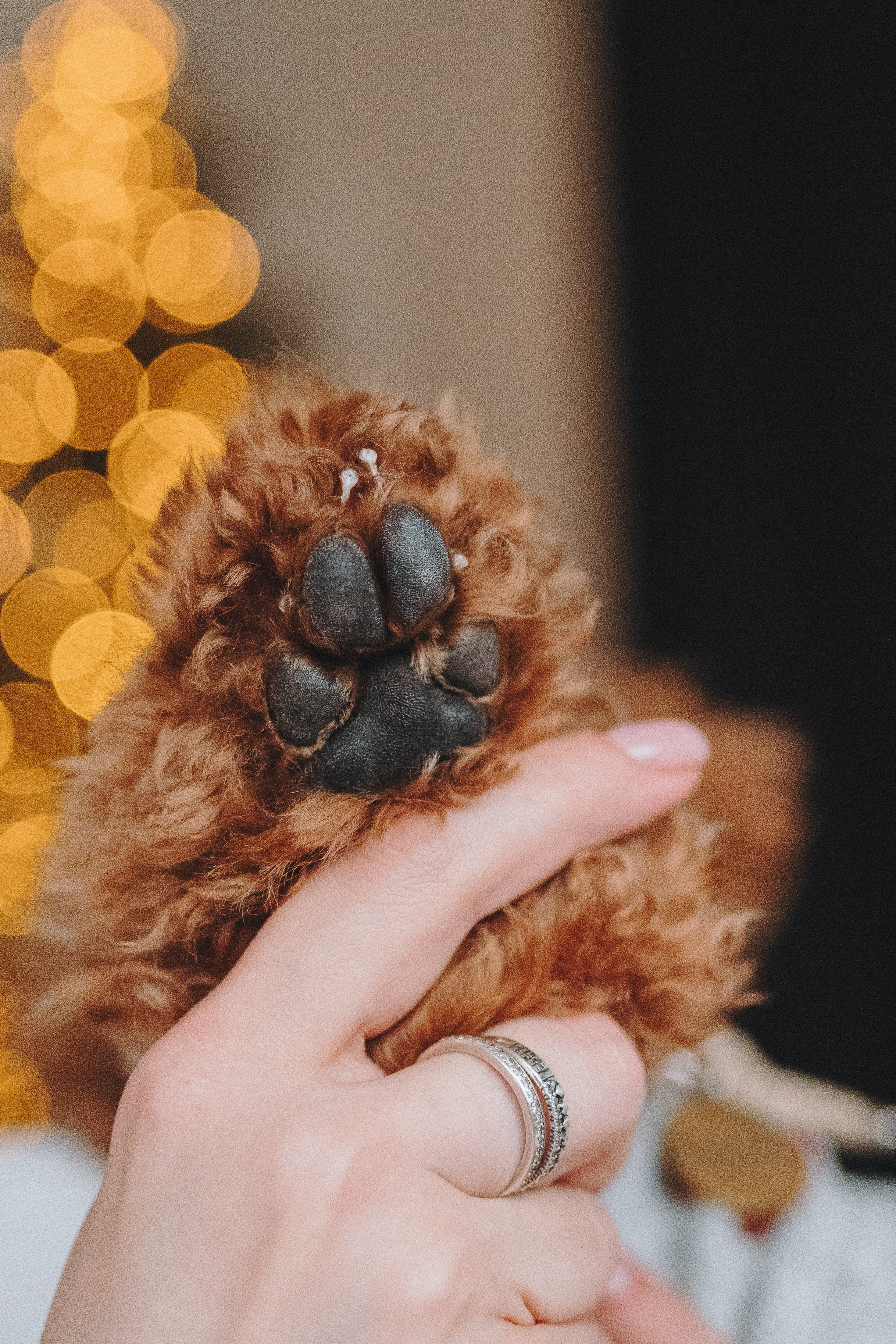 Alena & Marsel. Natalia Finch Photography — Family, Kids & Pet Photographer in Chicago, IL