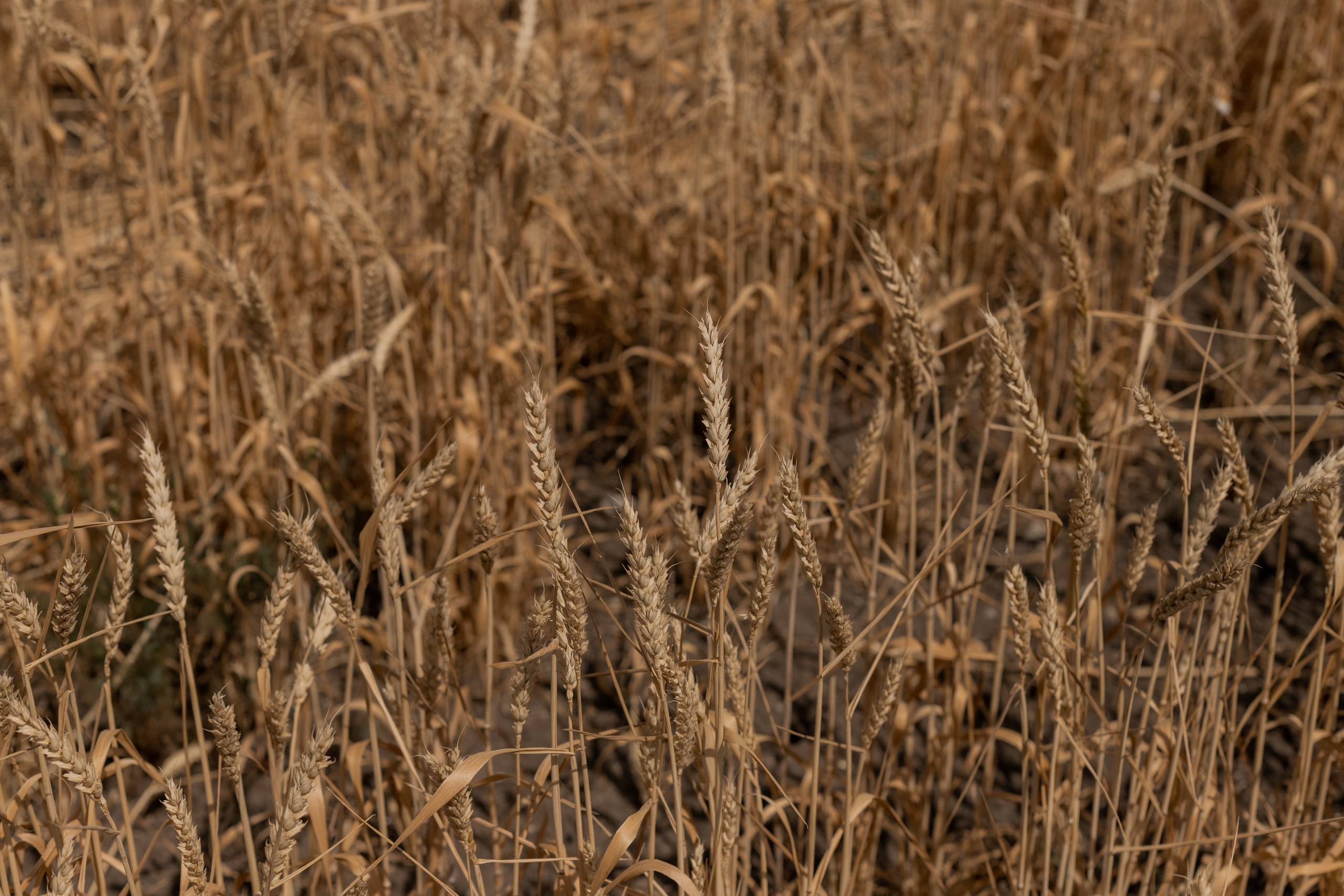 Алексей и Светлана (сокращено). Свадебный фотограф Ангелина Сунгатулина | Саратов | Балаково | Вольск