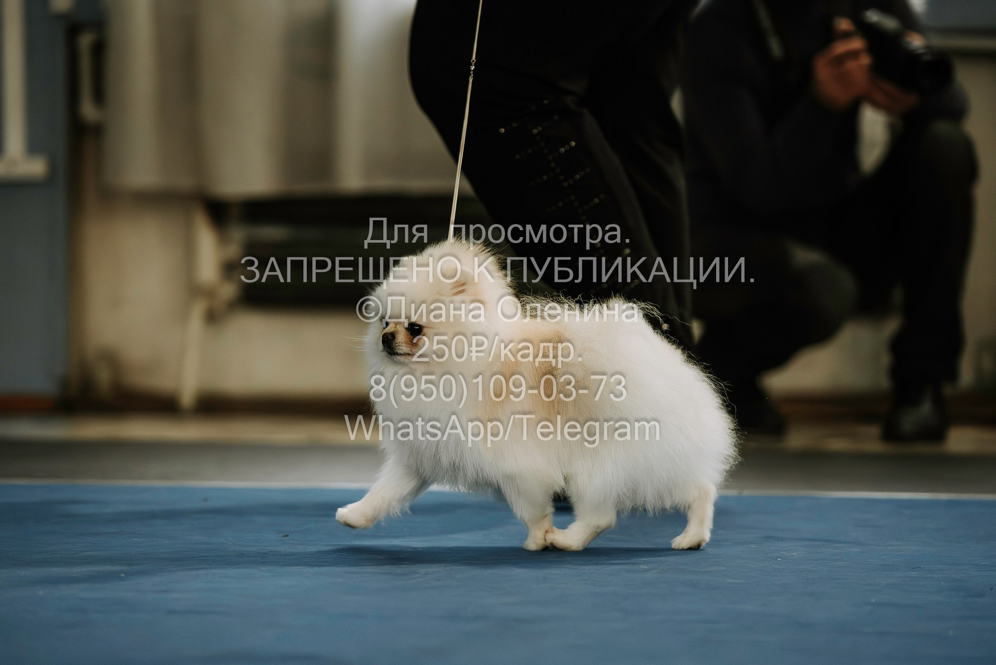 Выставка собак Красноярск 29.10.2023. Фотограф Диана Оленина Красноярск / Братск