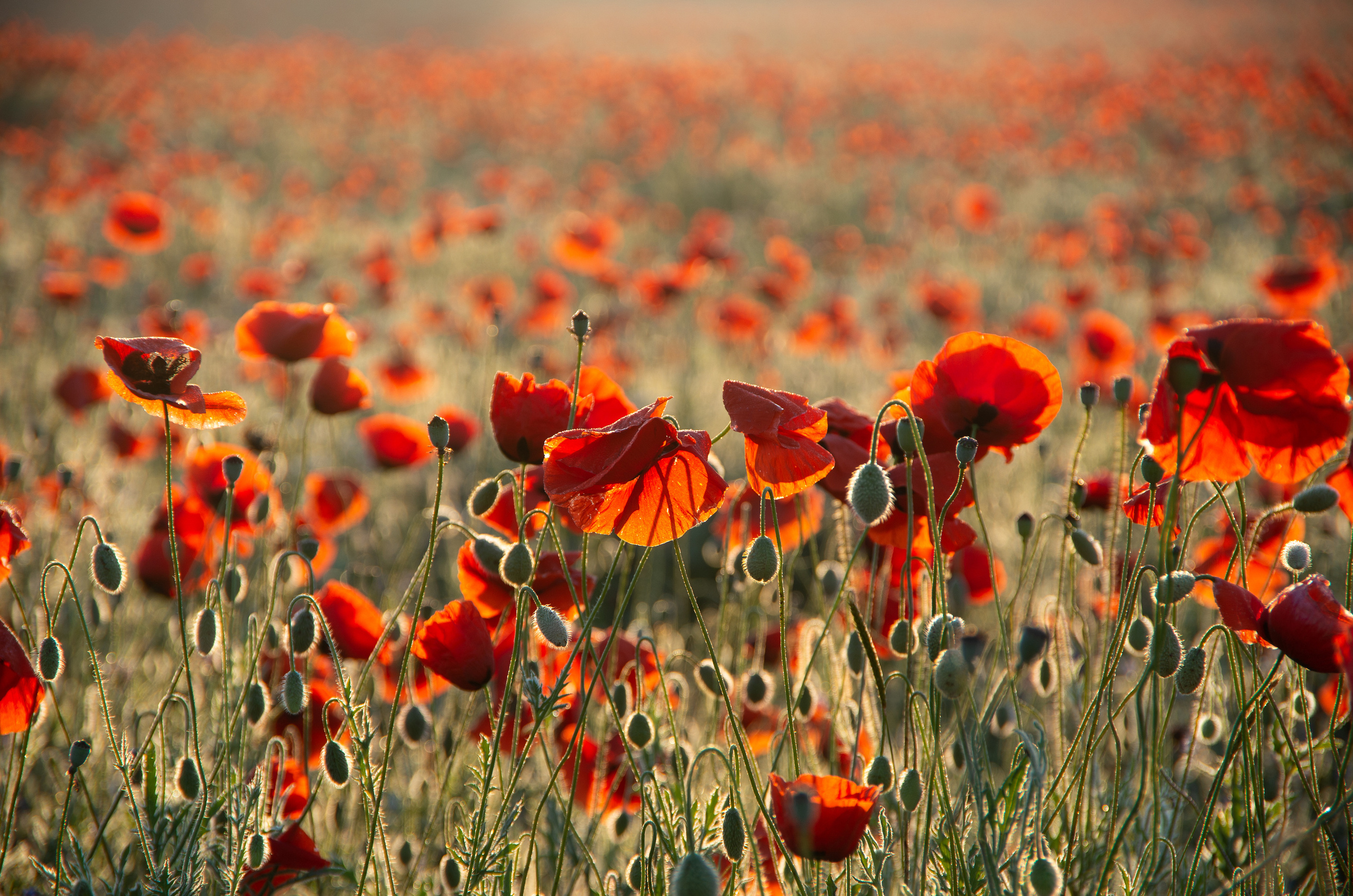 Крым. Портретный фотограф в Москве и Московской области Марина Савчиц