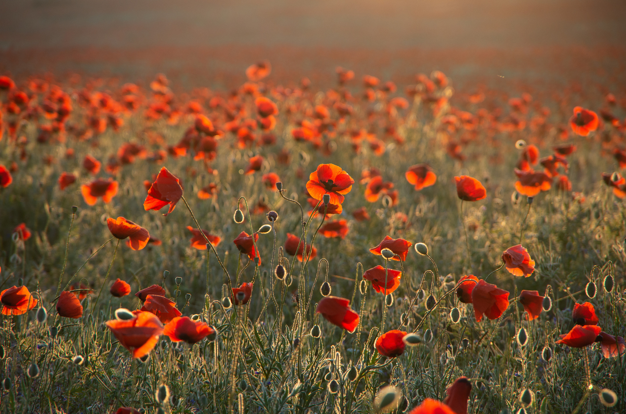 Крым. Портретный фотограф в Москве и Московской области Марина Савчиц