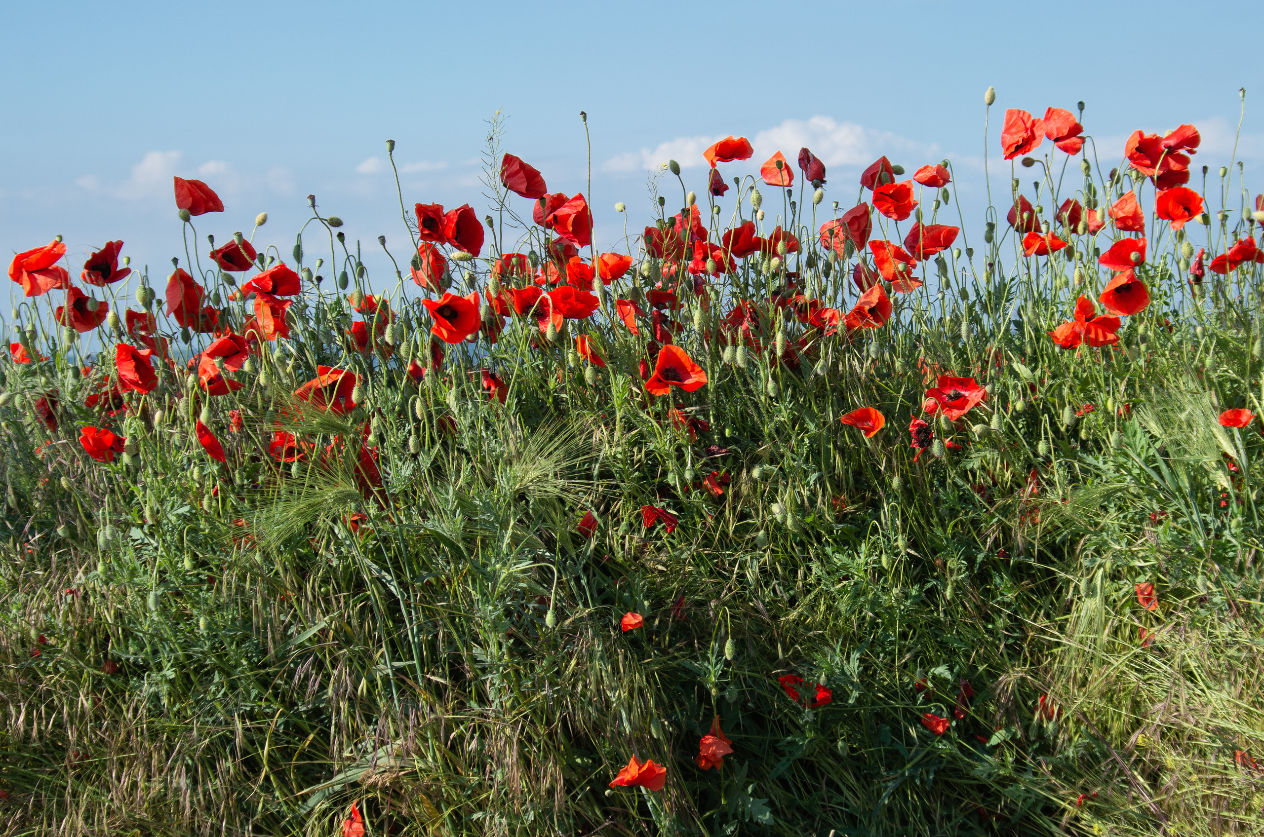 Крым. Портретный фотограф в Москве и Московской области Марина Савчиц