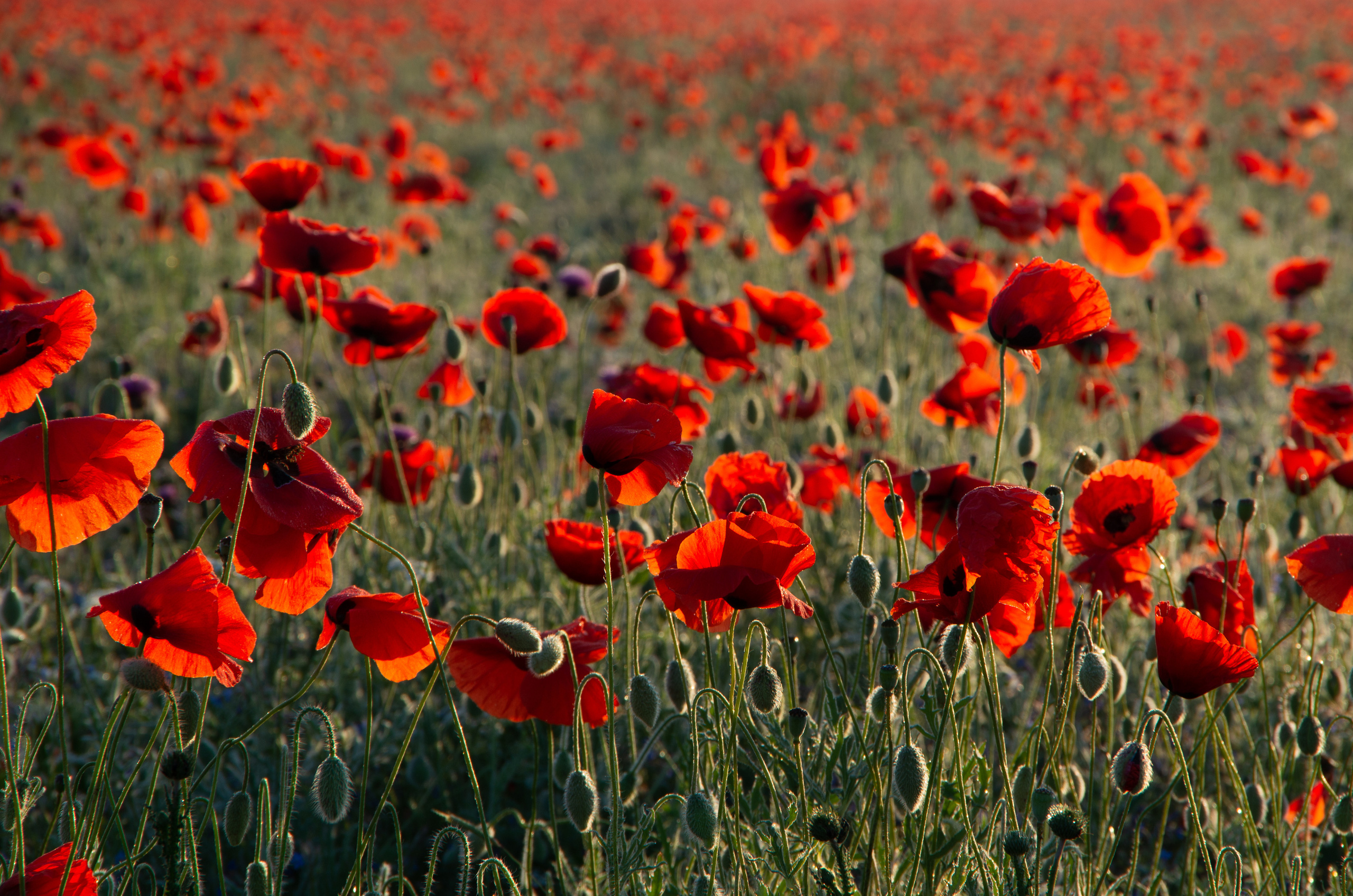 Крым. Портретный фотограф в Москве и Московской области Марина Савчиц