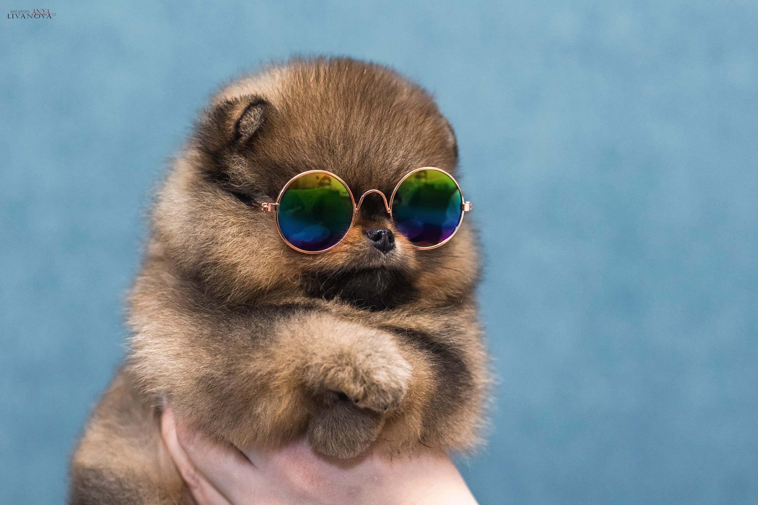 Шпицы. Фотограф анималист Аня Ливанова | Рыбинск