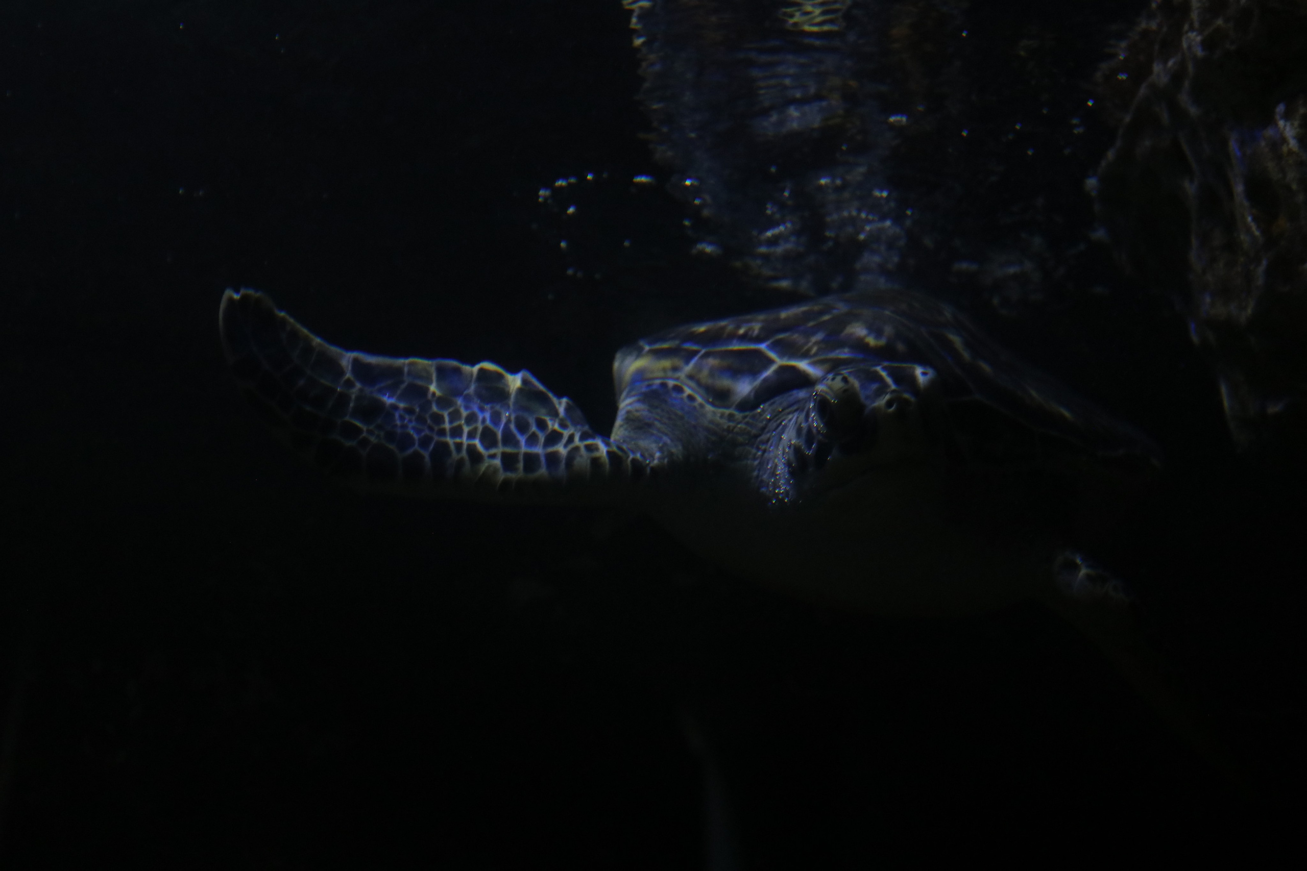 Крым. ЮБК (Севастополь, Кастрополь, Ялта). Май 2023. Путешественник-фотограф из Санкт-Петербурга Татьяна Свистулина